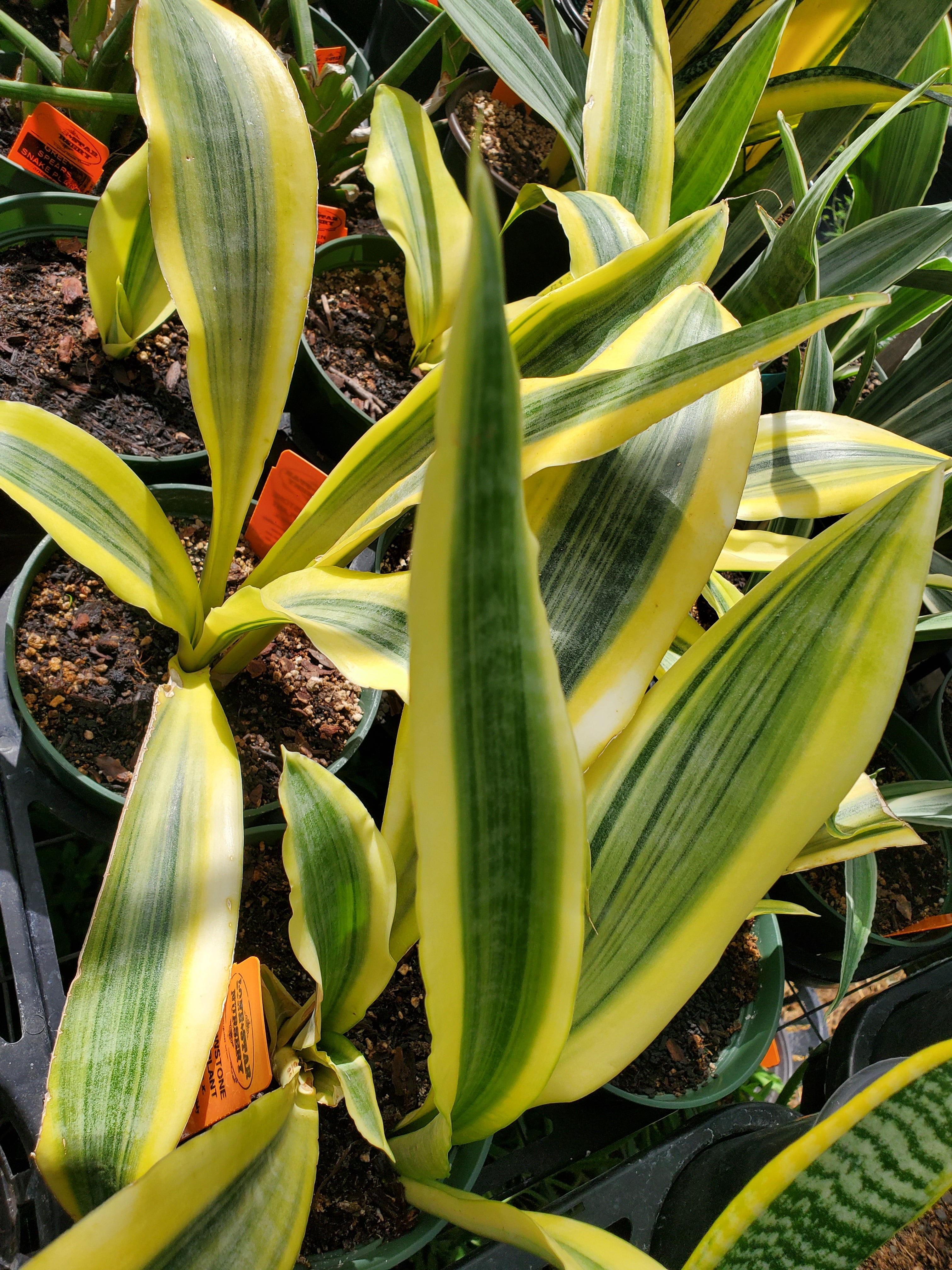 sansevieria yellow stone Sansevieria --Yellowstone Snake Plant--