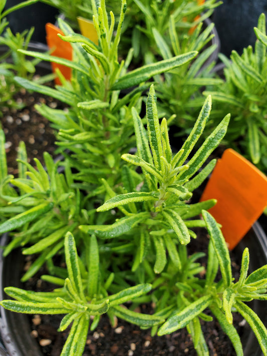 ROSEMARY 'Variegated Rex' --Rosmarinus officinalis--