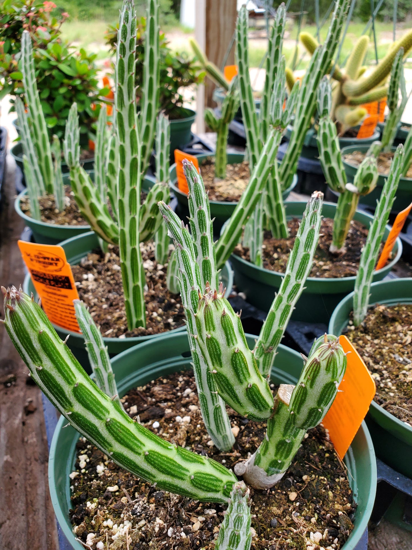 Kleinia stapeliiformis --Candle Stick/Pickle Plant--