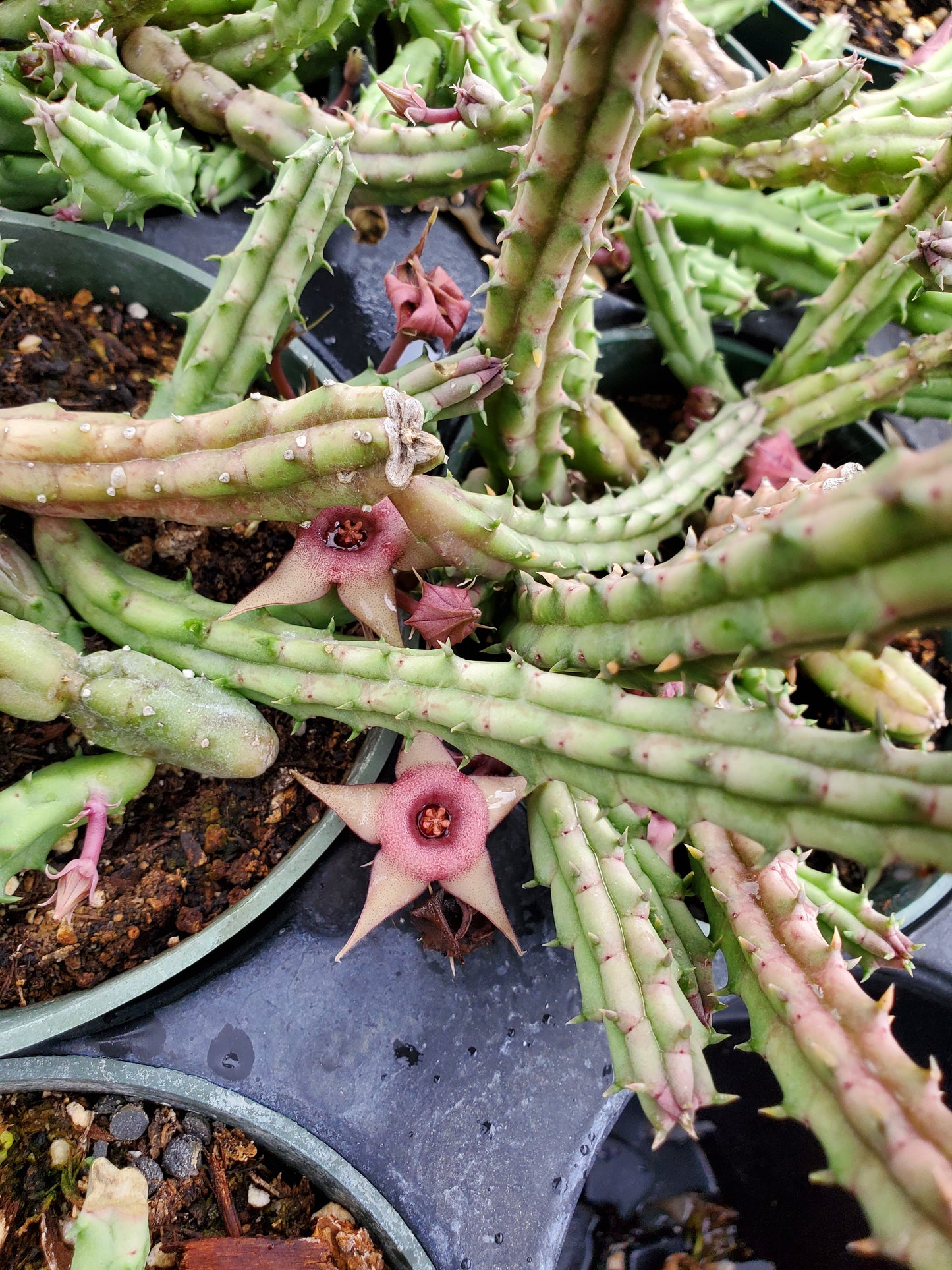 Huernia procumbens --Lifesaver Plant--