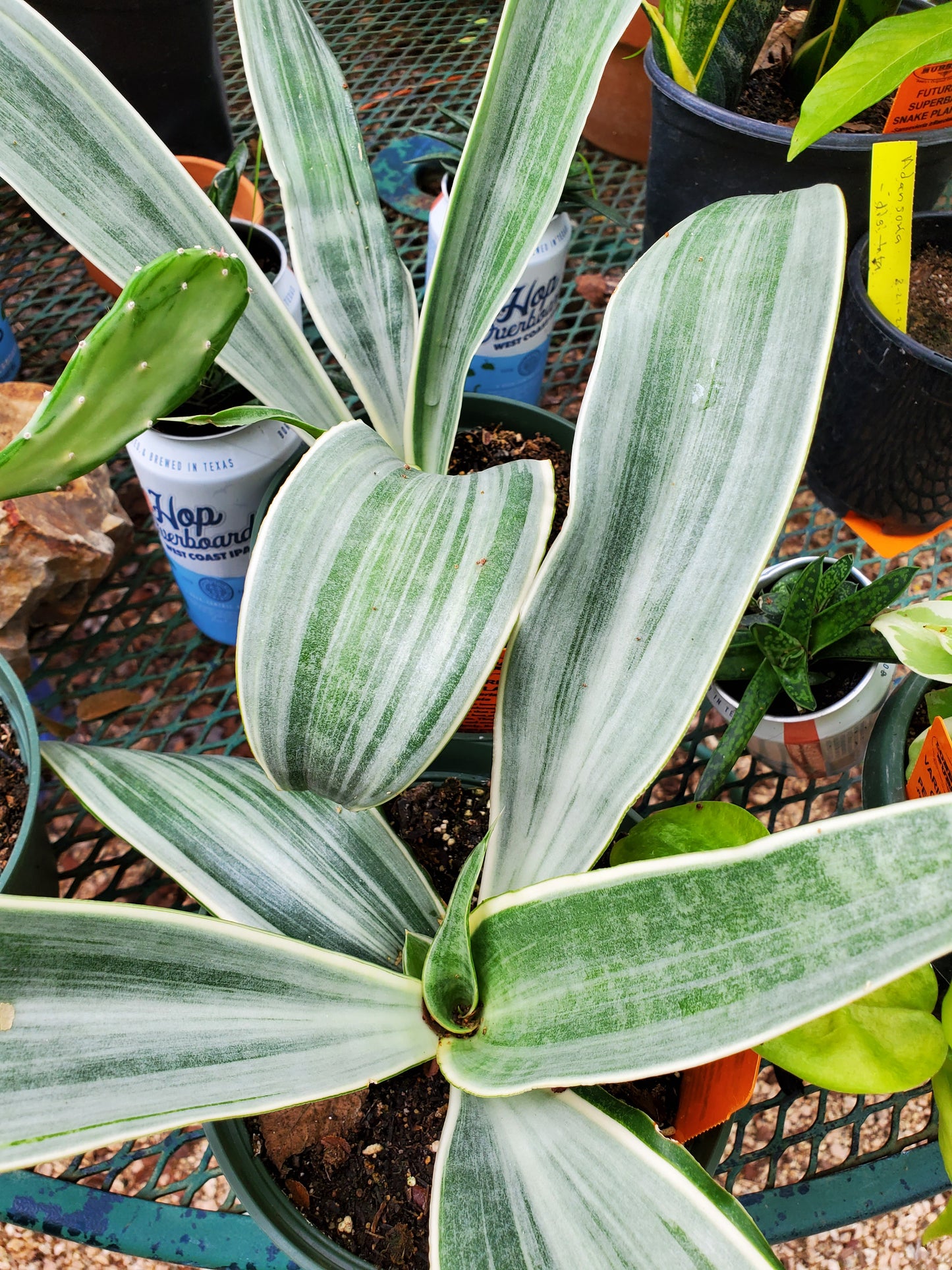 Sansevieria trifasciata --Sayuri Snake Plant--