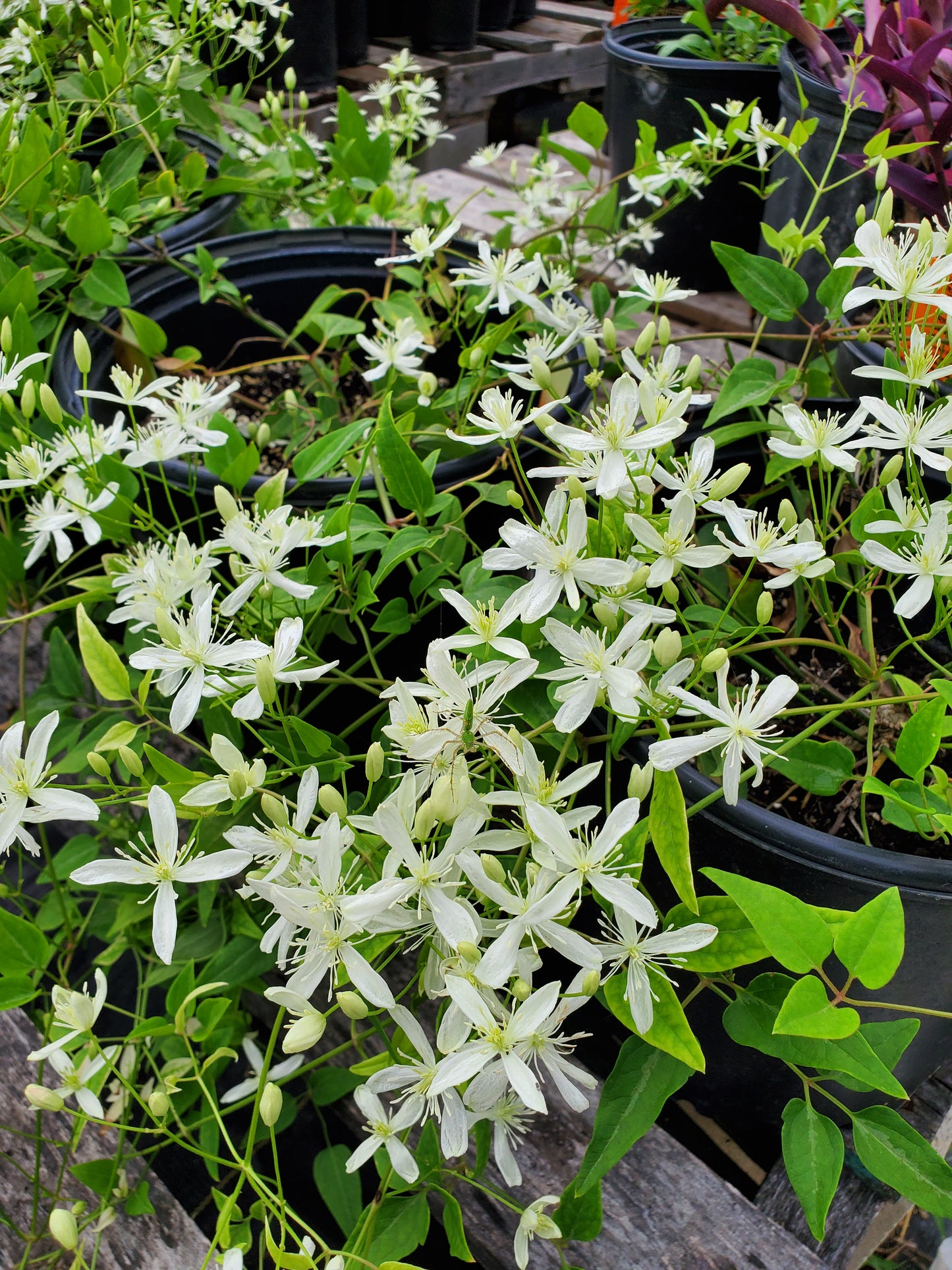 Clematis terniflora --Sweet Autumn Clematis--