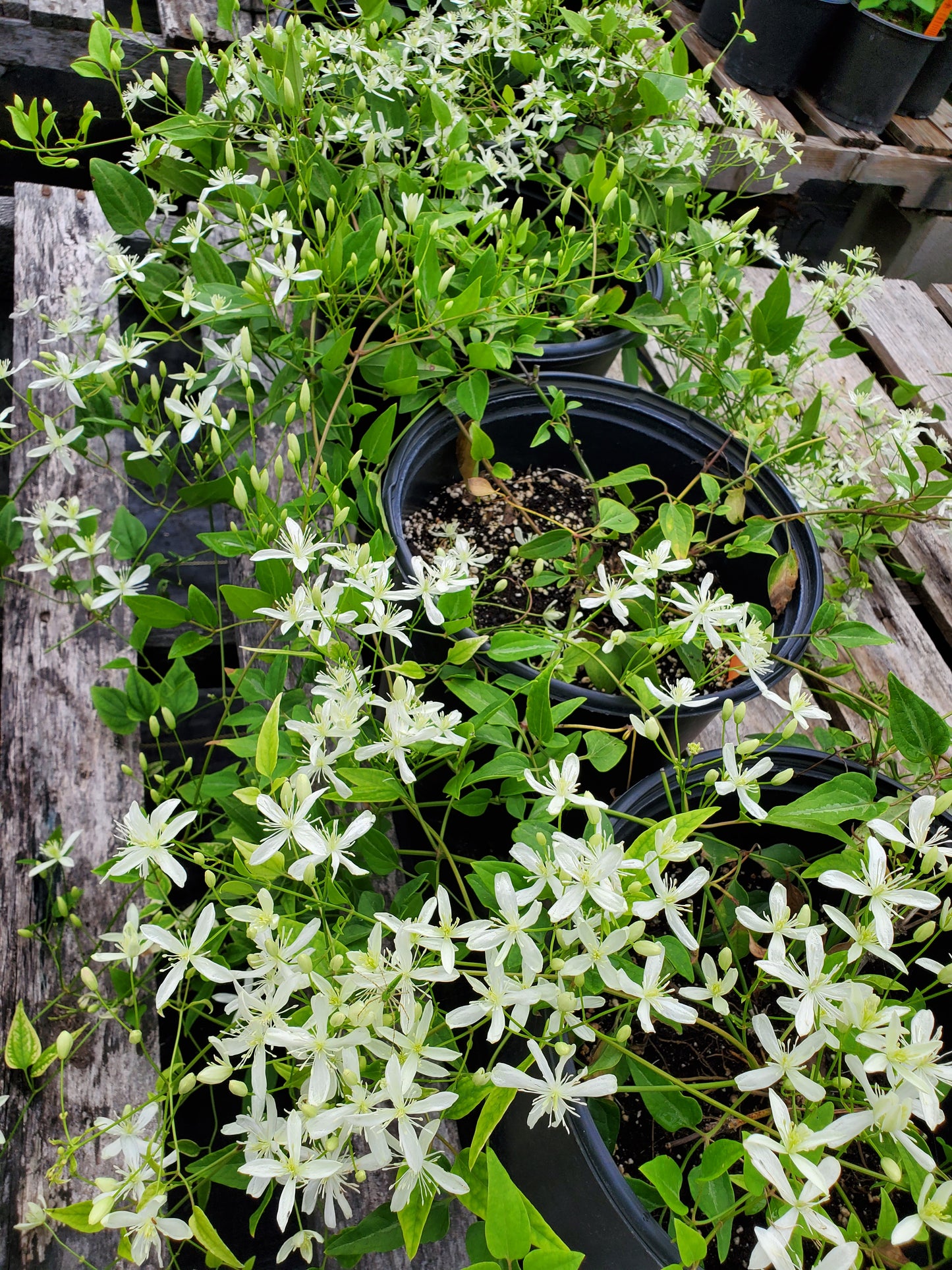 Clematis terniflora --Sweet Autumn Clematis--