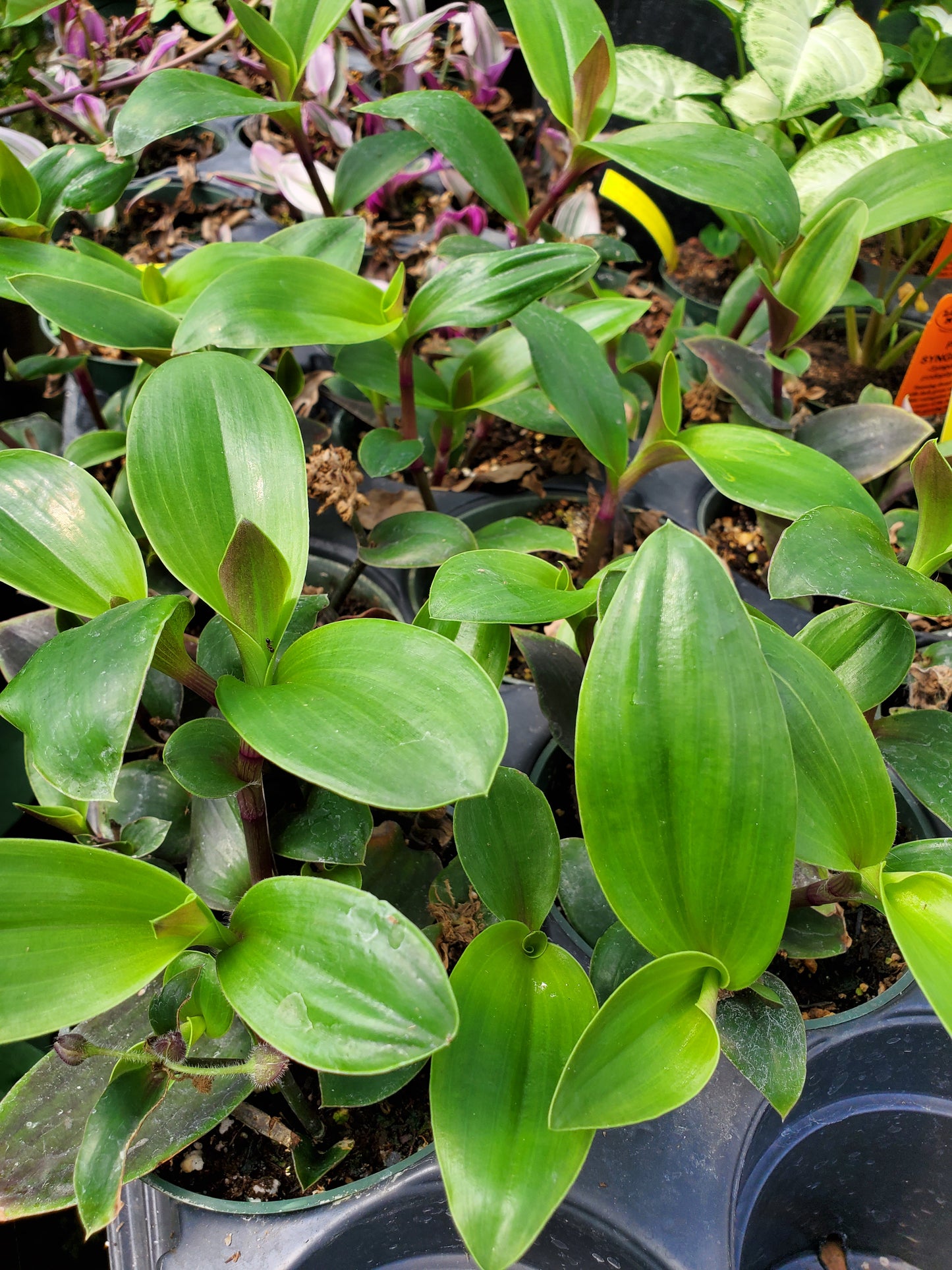 Tradescantia nanouk --Solid Purple Wandering Jay--