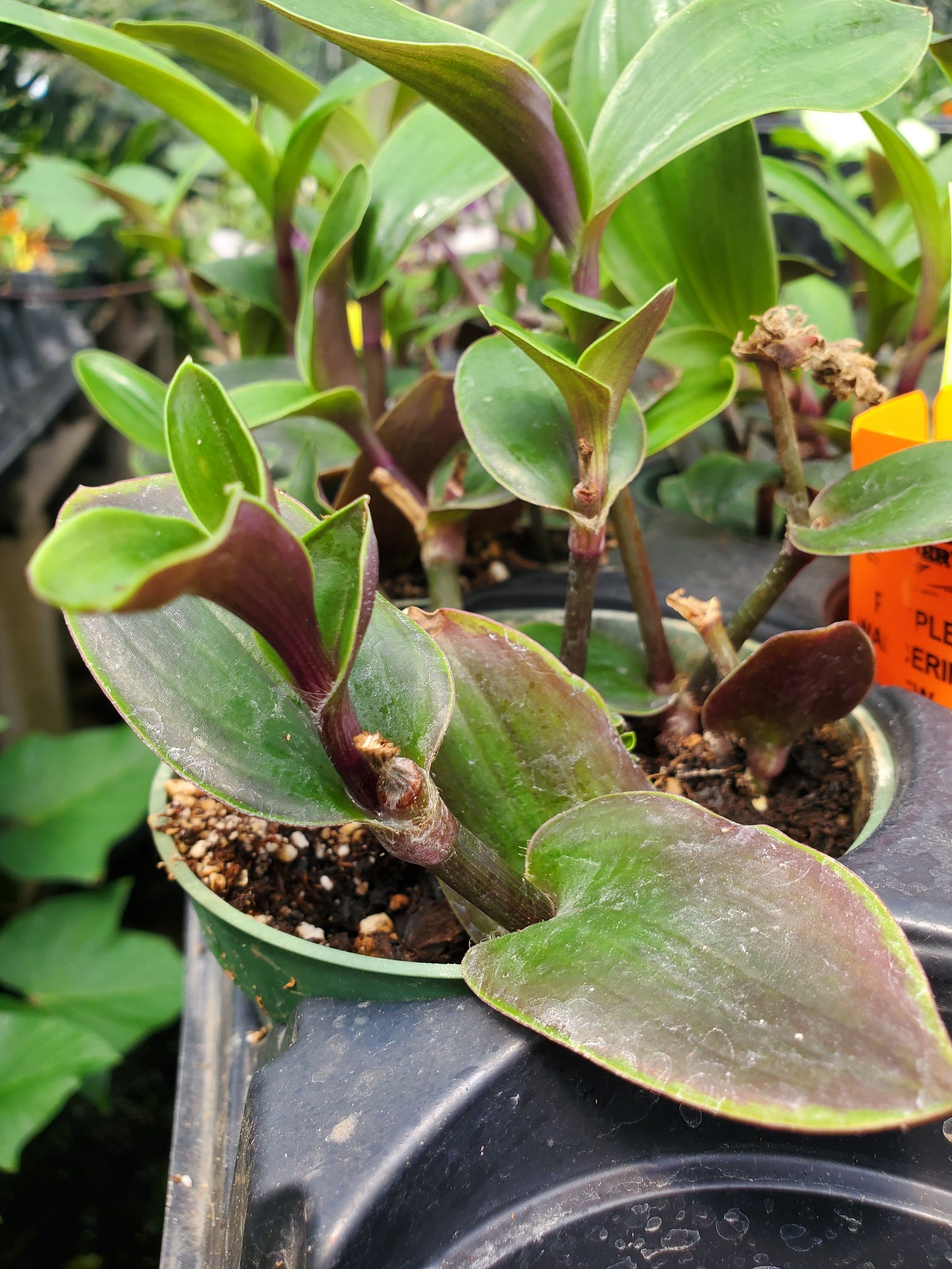 Tradescantia nanouk --Solid Purple Wandering Jay--