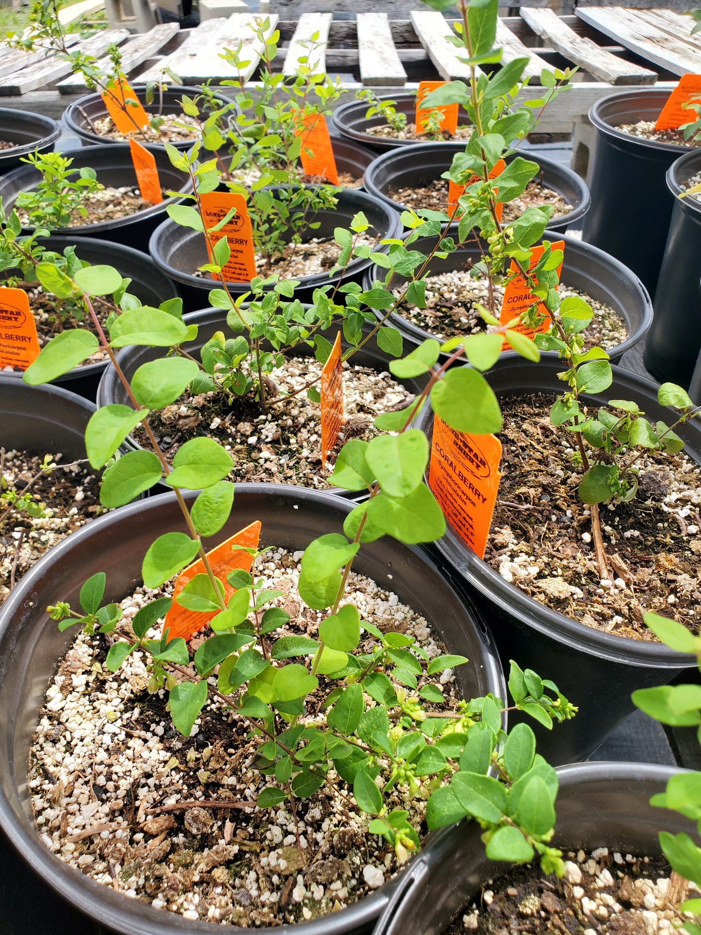 Symphoricarpos orbiculatus --Coralberry--