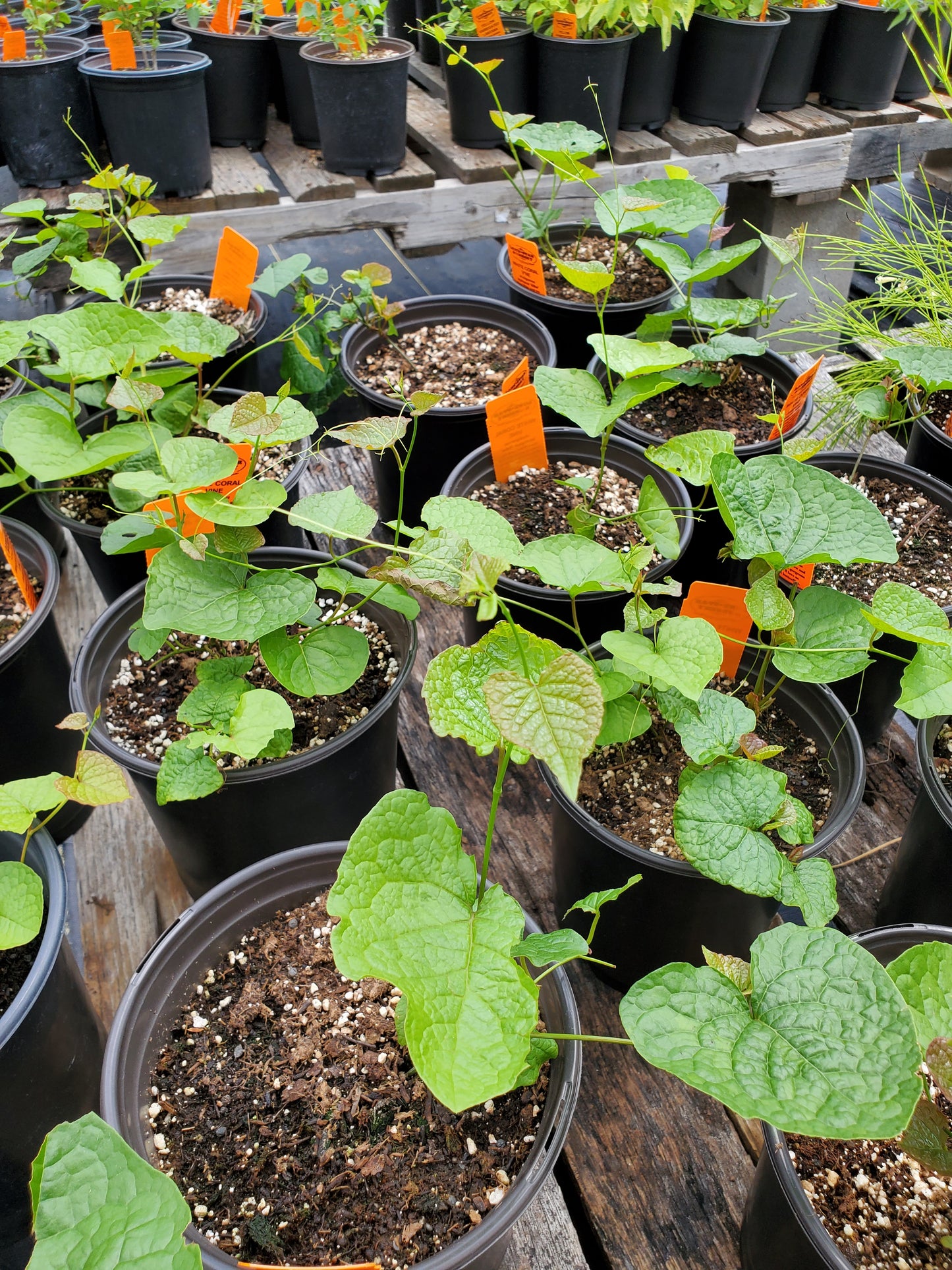 Antigonon leptopus 'Alba' --White Coral Vine--