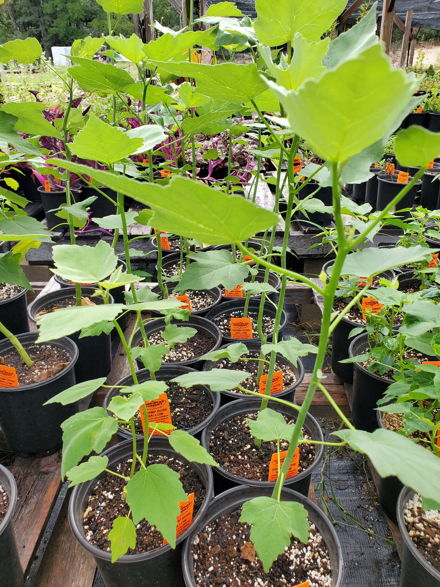 Hibiscus grandiflorus --Swamp Rosemallow--