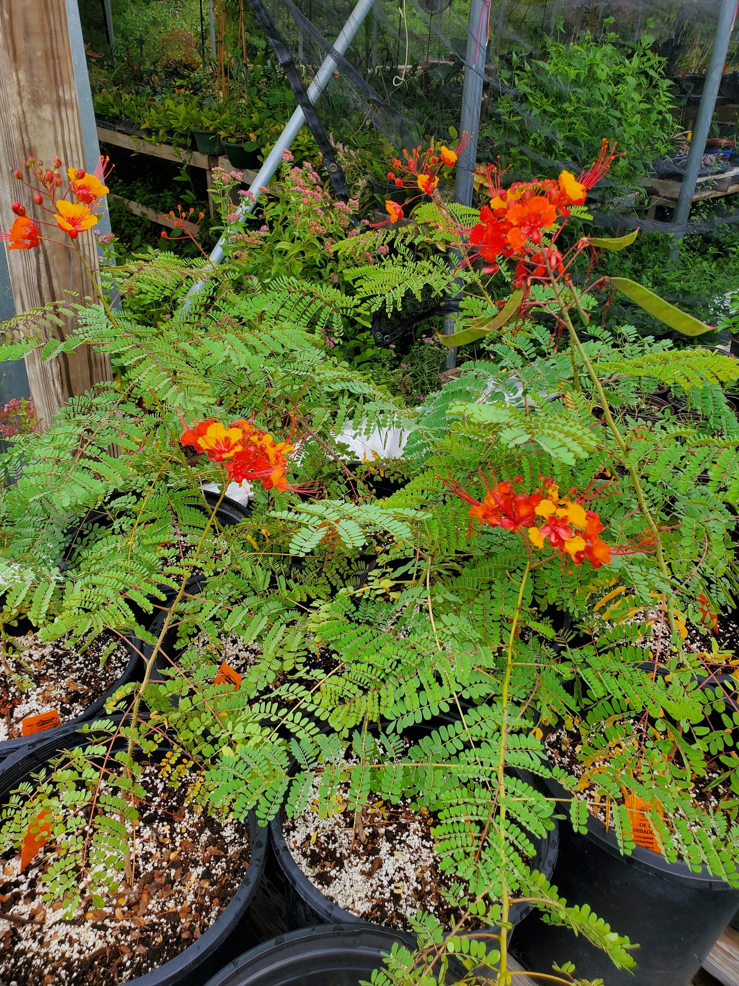 Caesalpinia pulcherrima --Pride of Barbados--