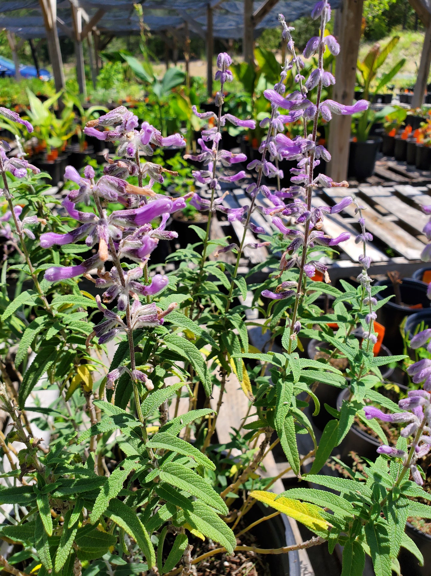 Salvia leucantha 'Santa Barbara' --Dwarf Mexican Bush Sage--