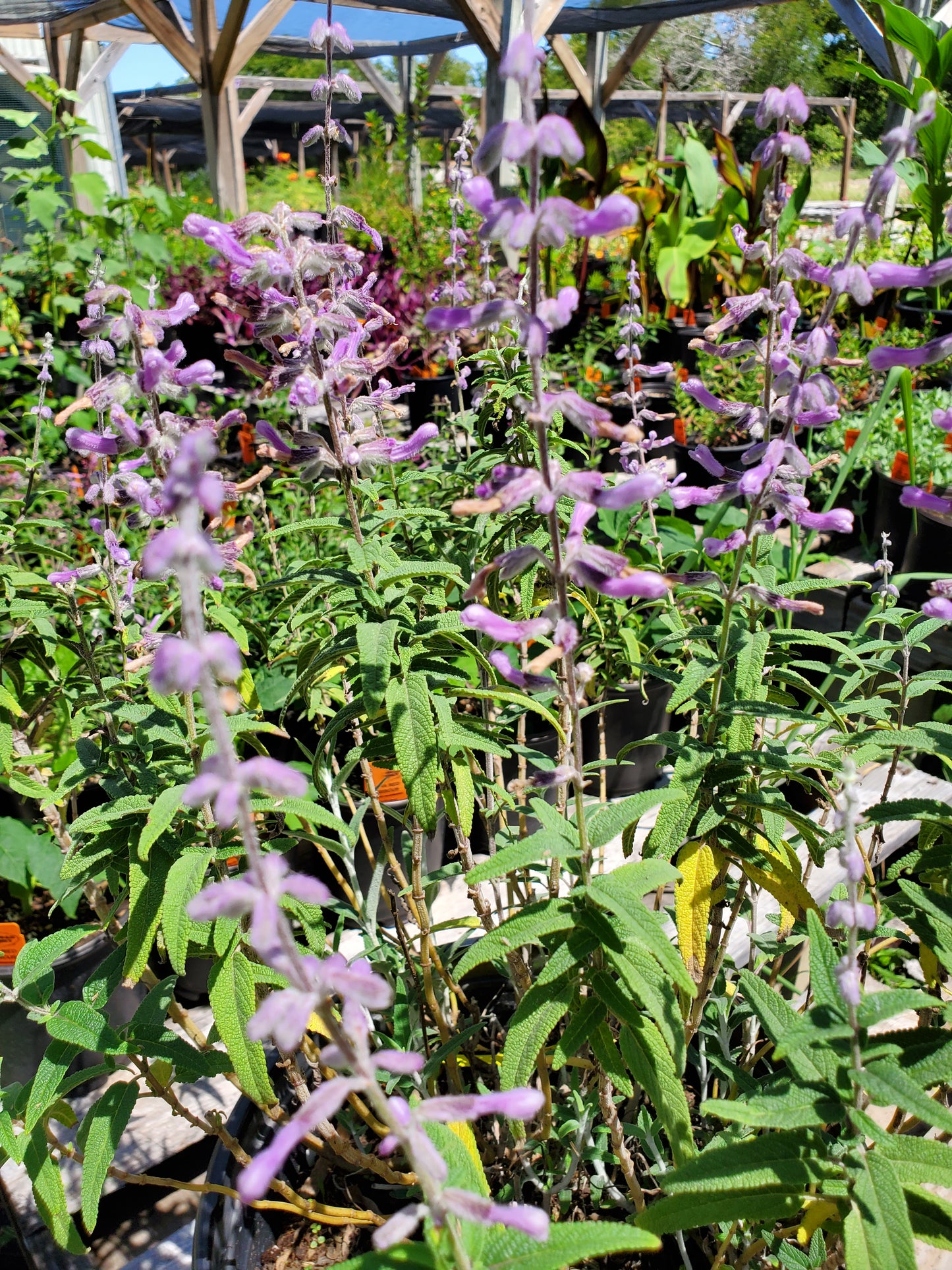 Salvia leucantha 'Santa Barbara' --Dwarf Mexican Bush Sage--