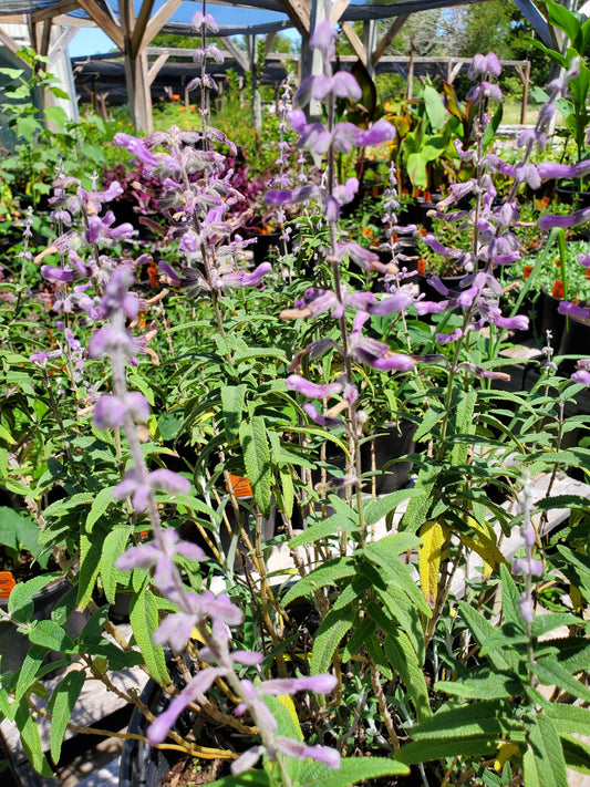 Salvia leucantha 'Santa Barbara' --Dwarf Mexican Bush Sage--