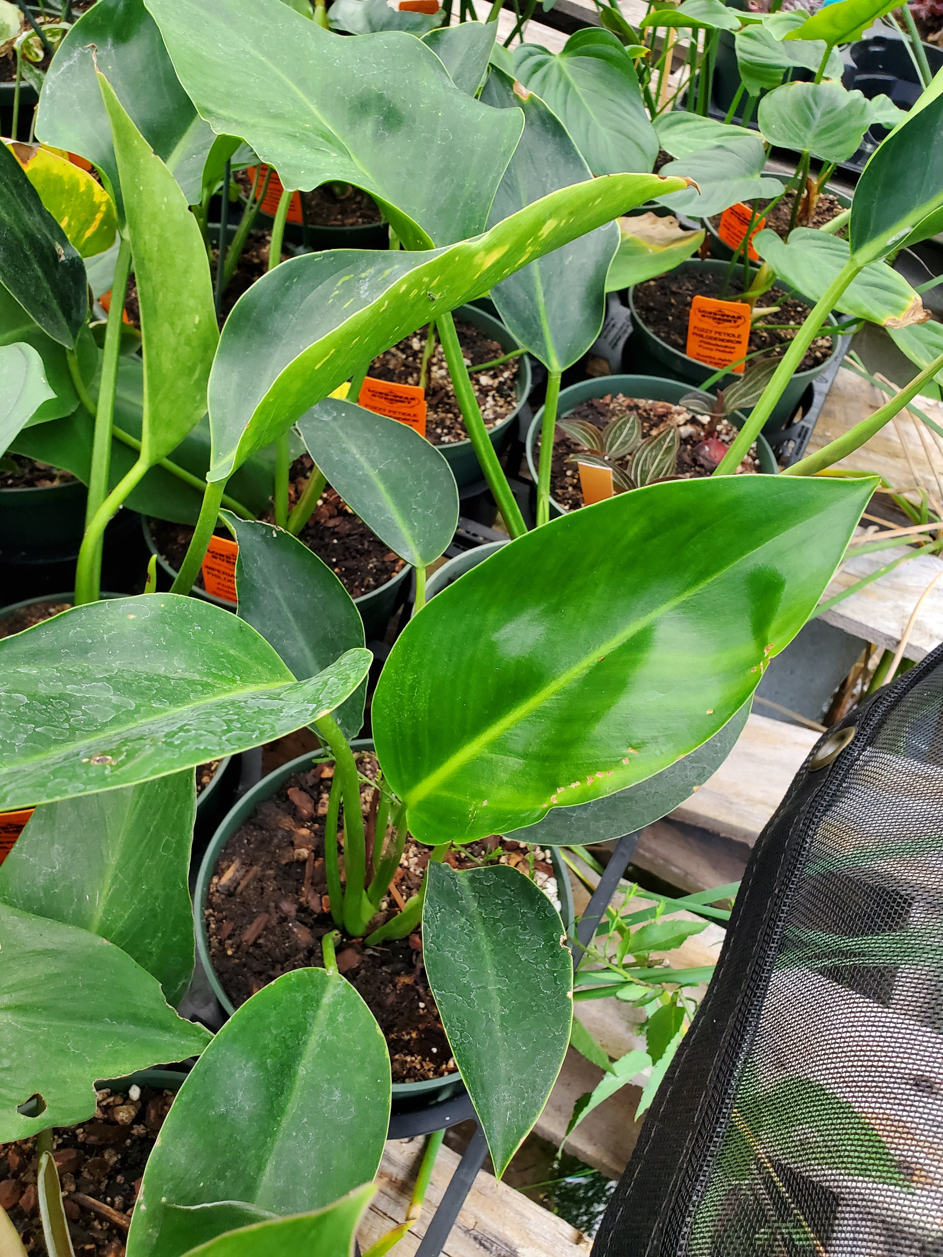 philodendron imperial Philodendron 'Imperial Green'