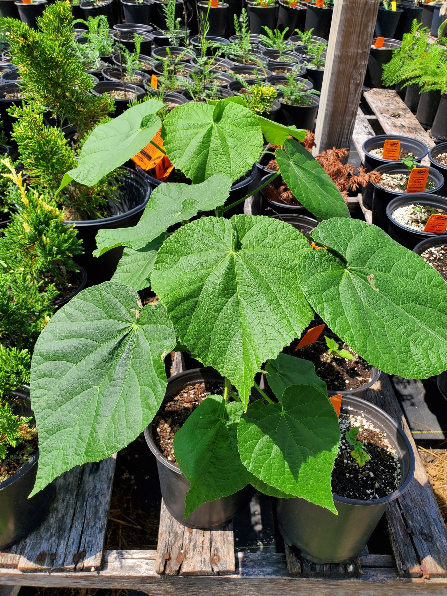 Abutilon grandifolium --Hairy Flowering Maple--