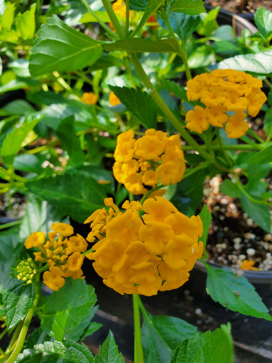 Lantana camara --New Gold Lantana--