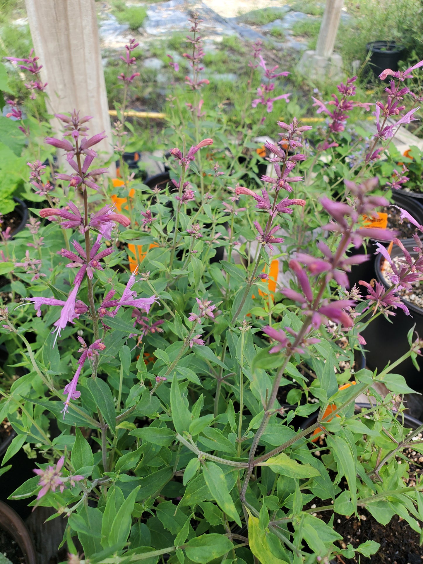 Agastache rupestris --Rose Hyssop--