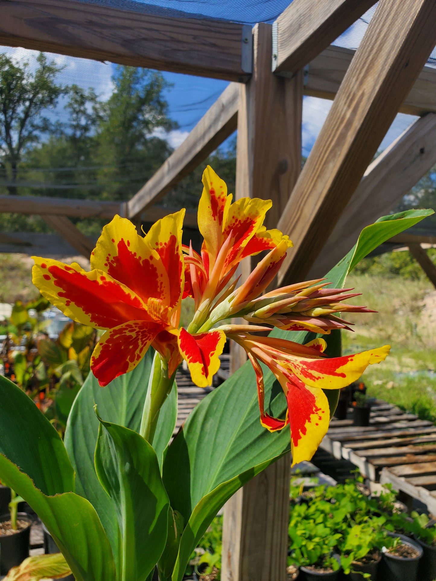 Canna x generalis 'Lucifer'
