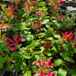 Scutellaria longifolia --Red Fountains Skullcap--