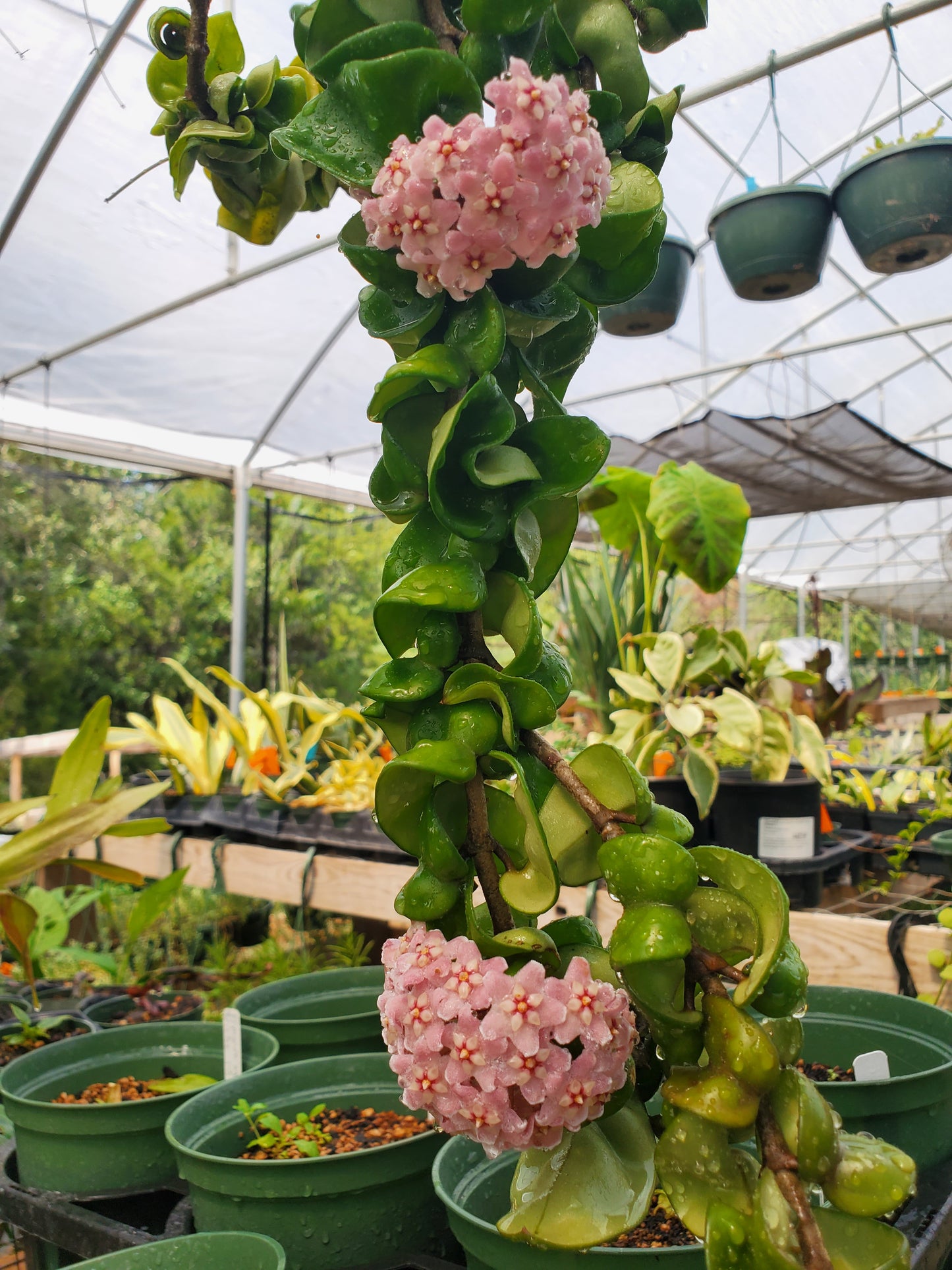 Hoya carnosa 'Compacta' --Hindu Rope Hoya--