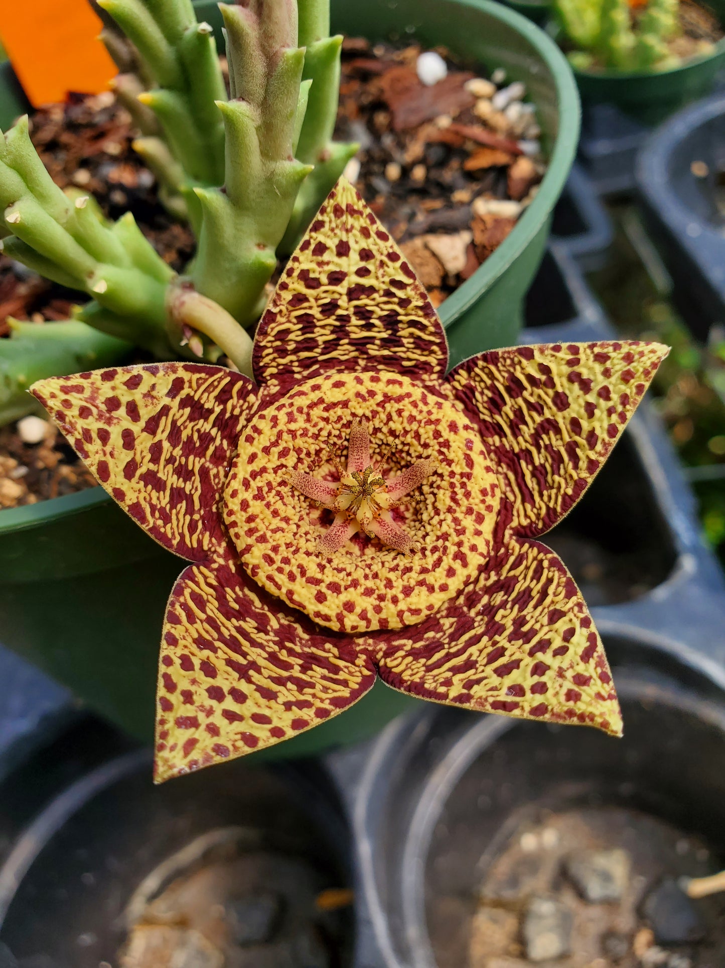 Orbea variegata --Starfish Flower--