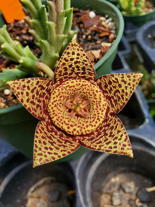 Orbea variegata --Starfish Flower--