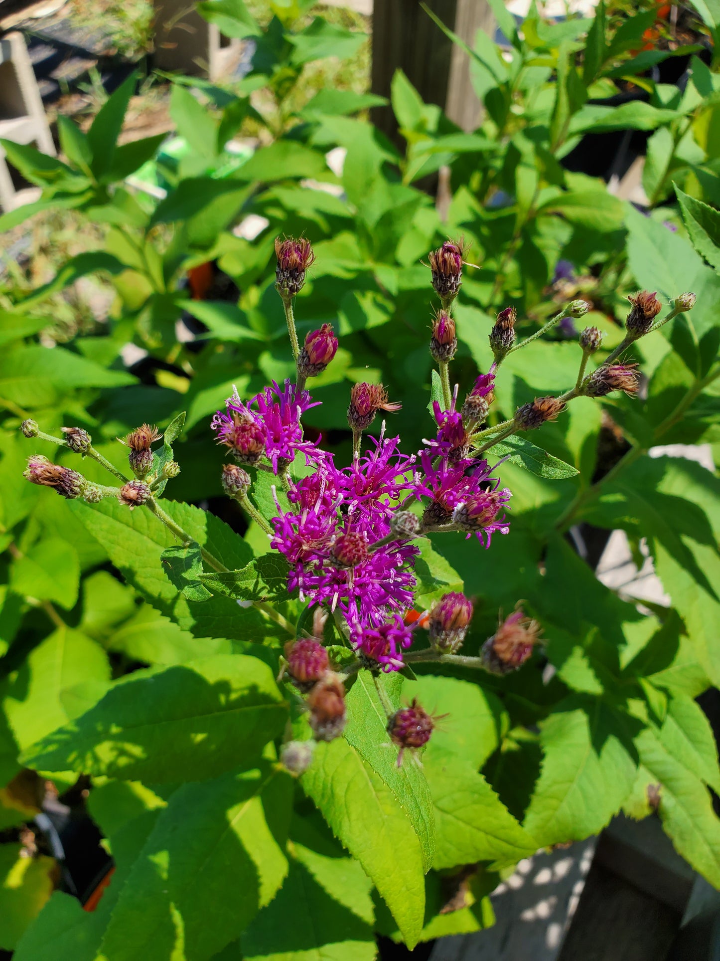 Vernonia baldwinii --Western Ironweed--
