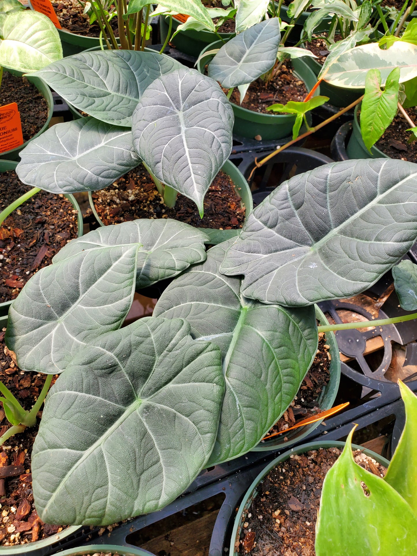 Alocasia maharani --Gray Dragon Elephant Ear--