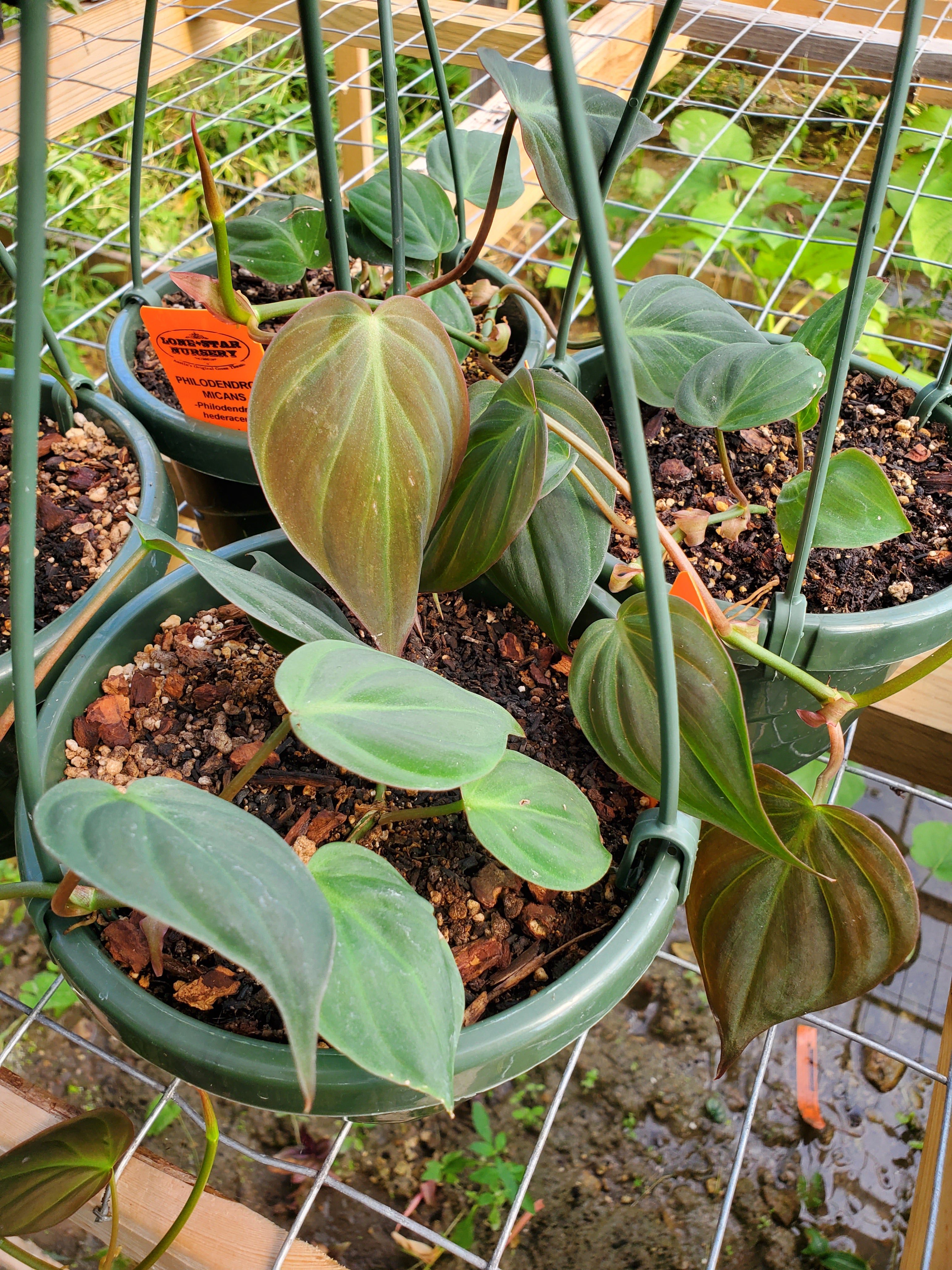 philodendron micans small leaves Philodendron hederaceum 'Micans' --Velvet Leaf Philodendron--