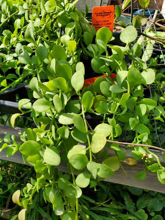 Dischidia milnei --Rain of Coins--