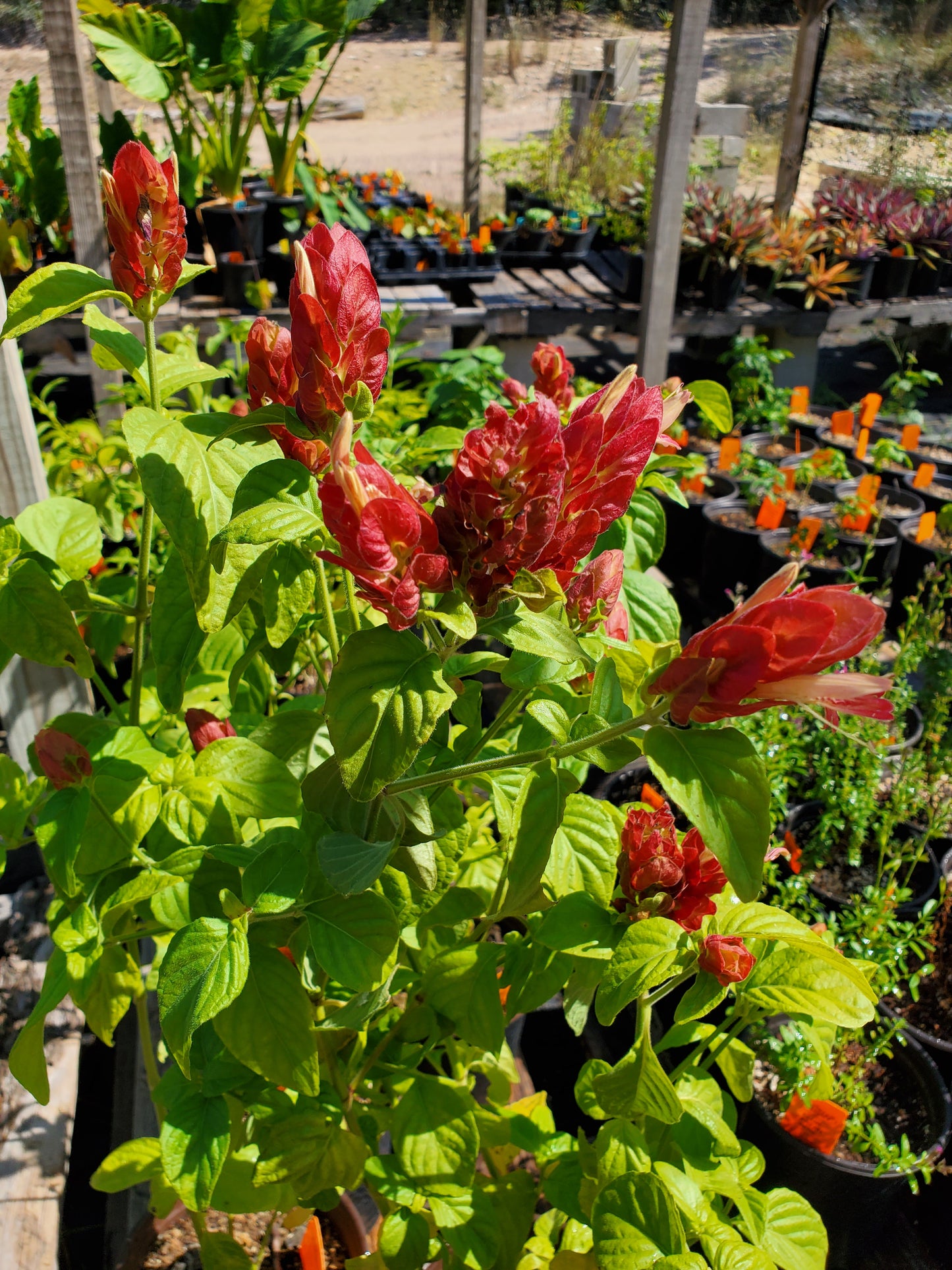 Justicia brandegeana --Red Shrimp Plant--