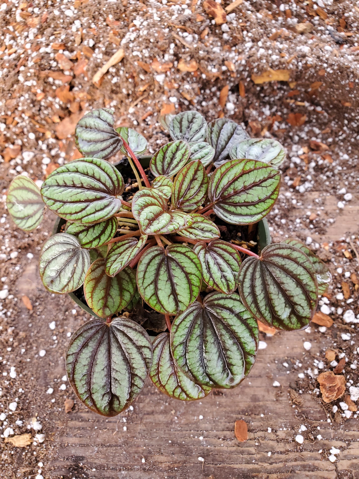 Peperomia albovittata 'Piccolo Banda'