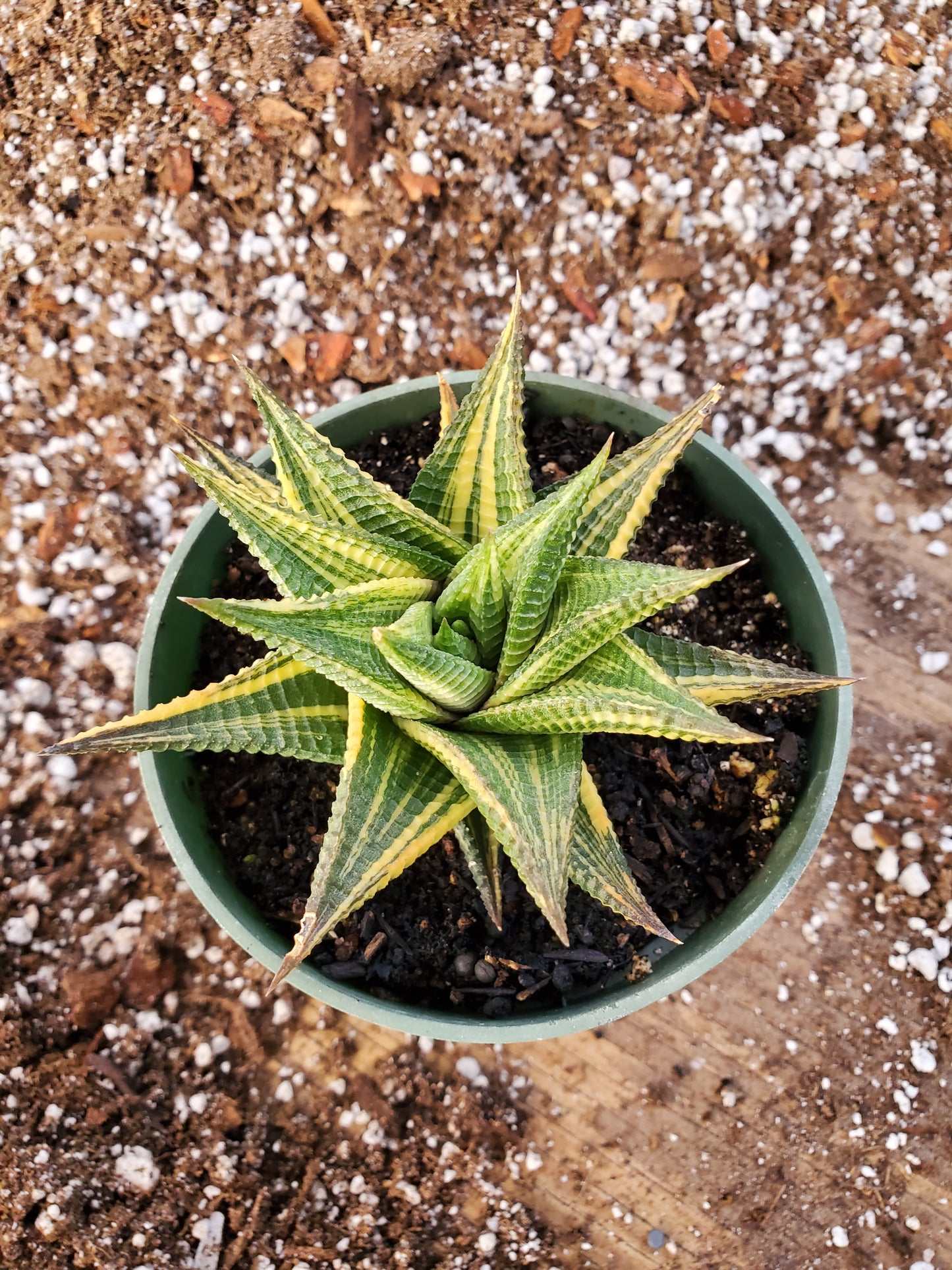 Haworthia limifolia 'Variegata' --Fairy Washboard Haworthia--