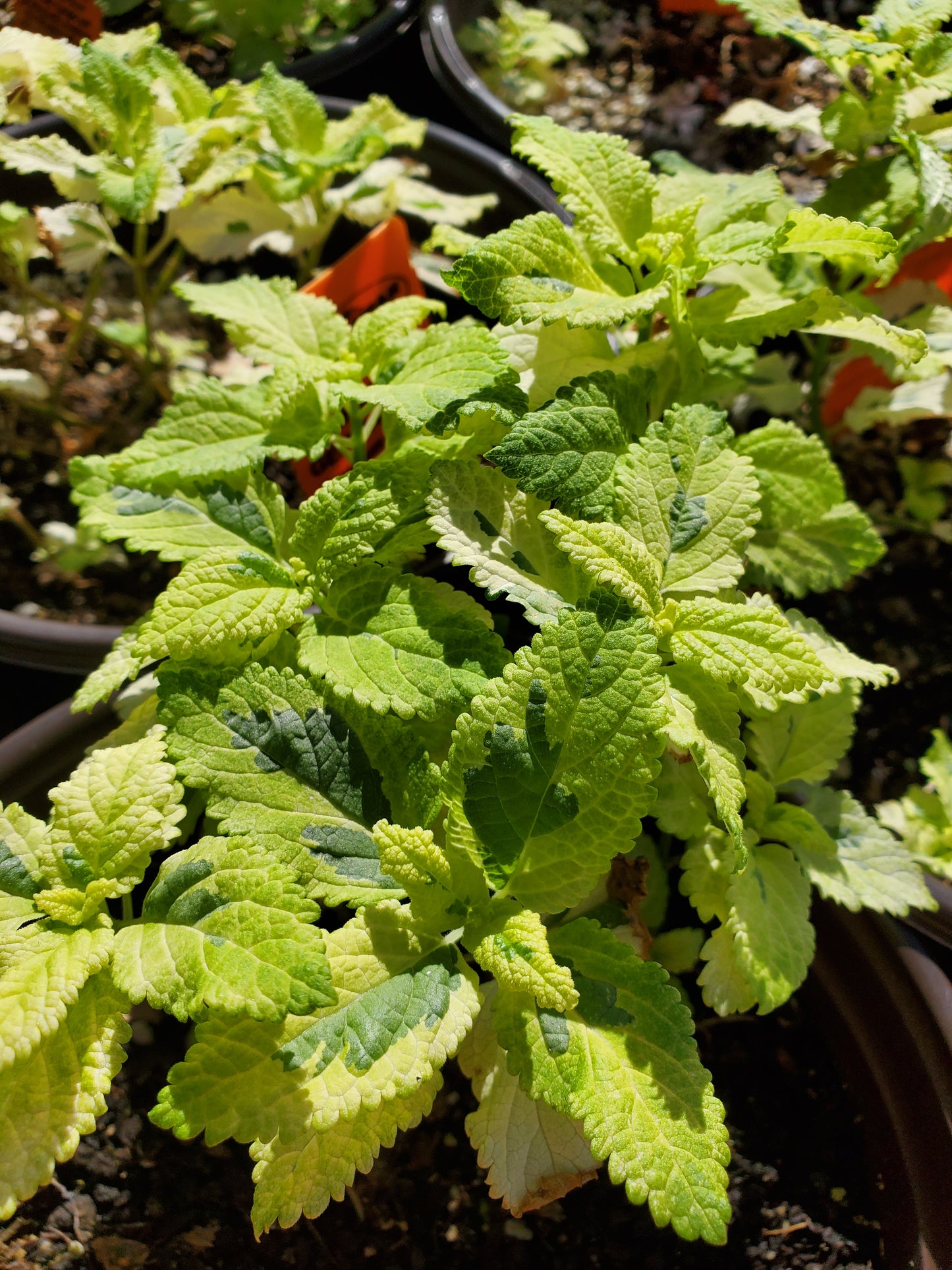 Teucrium viscidum --Lemon Lime Germander--