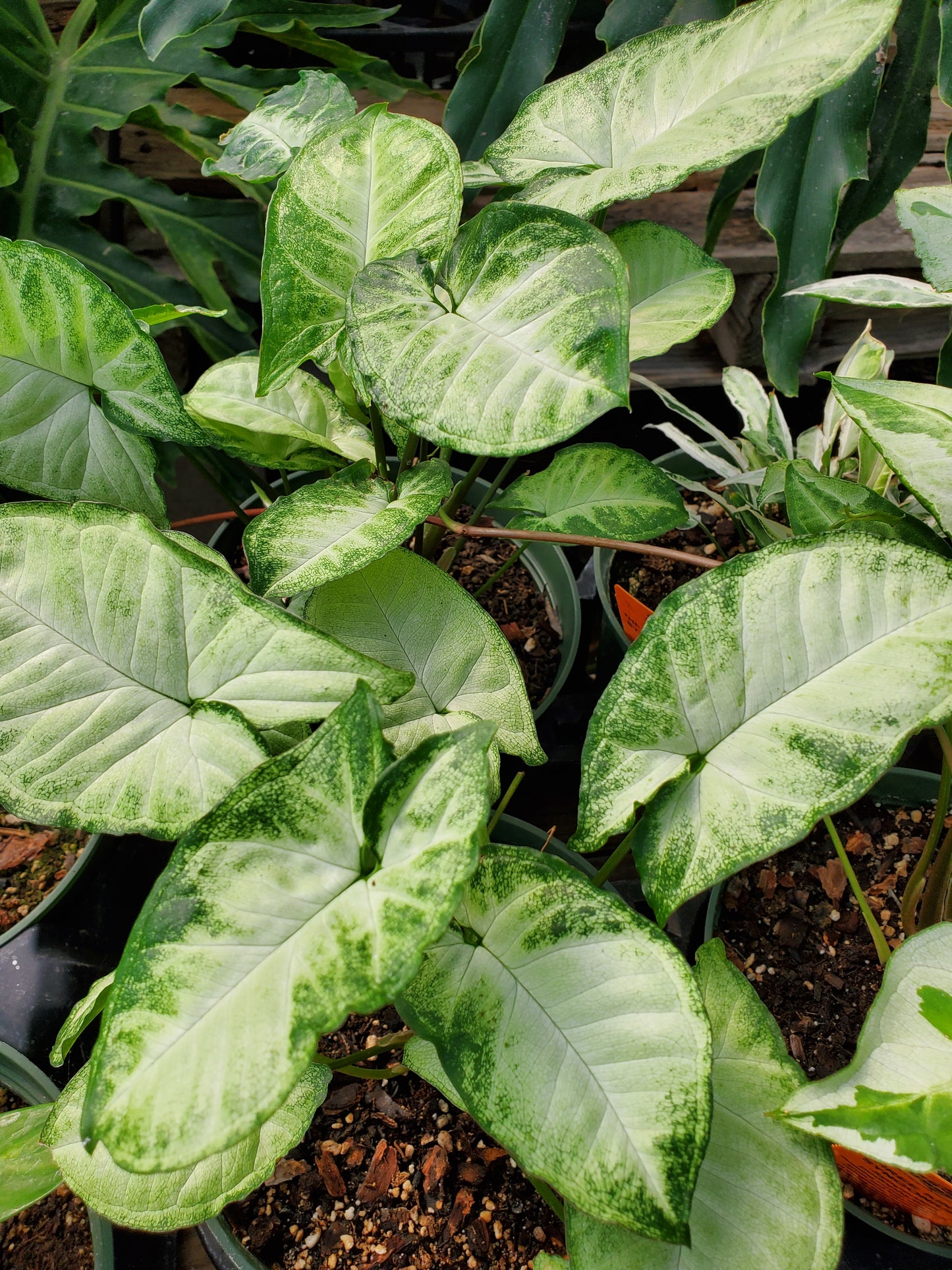 Syngonium podophyllum 'Pixie' --Dwarf Arrowhead Vine--