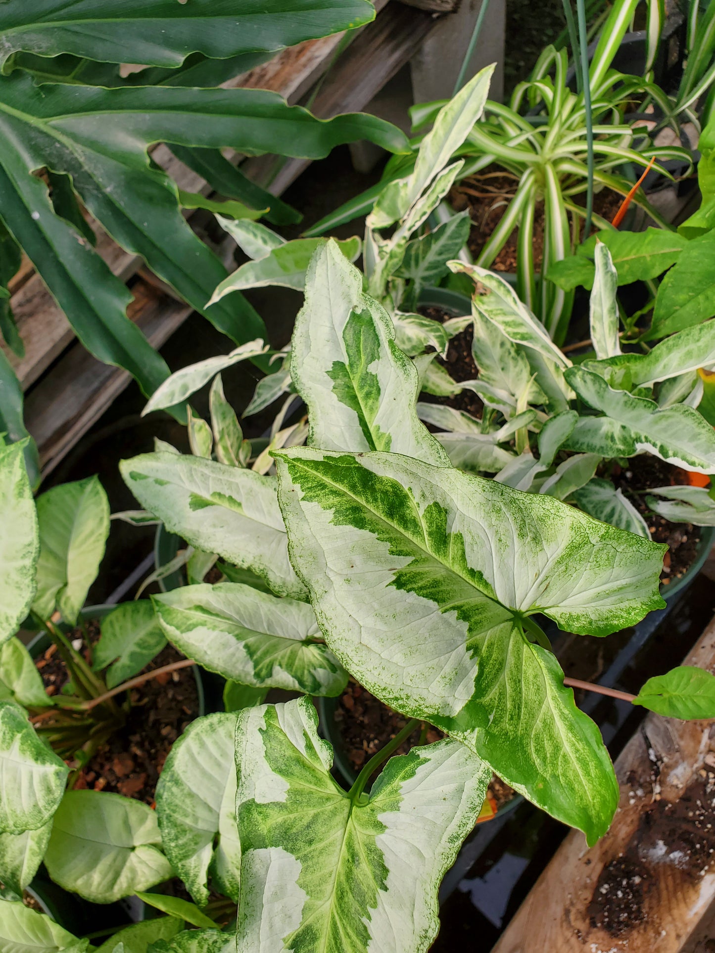 Syngonium podophyllum --Three Kings Arrowhead Vine--
