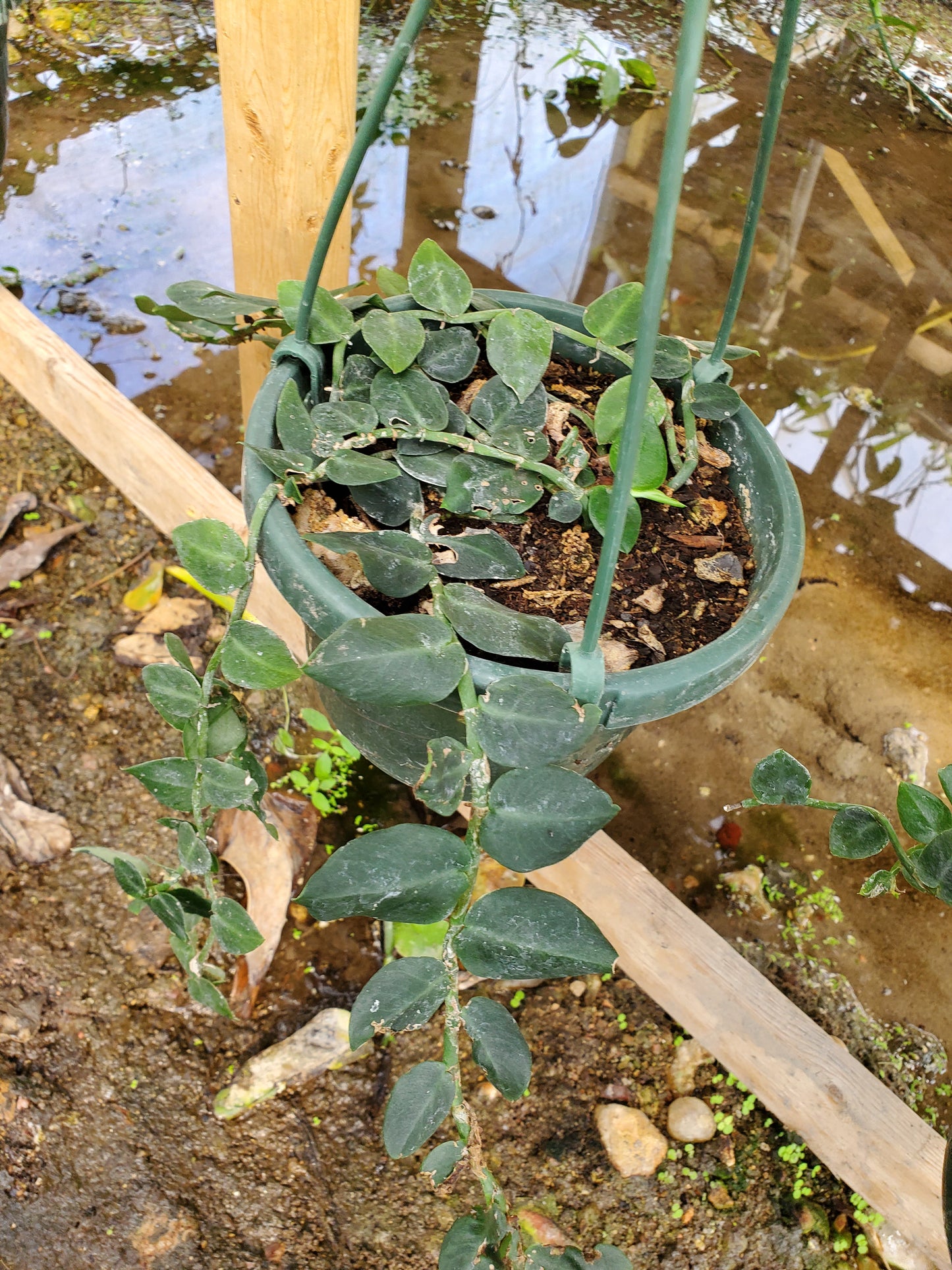 Rhaphidophora hayi --Shingle Plant--