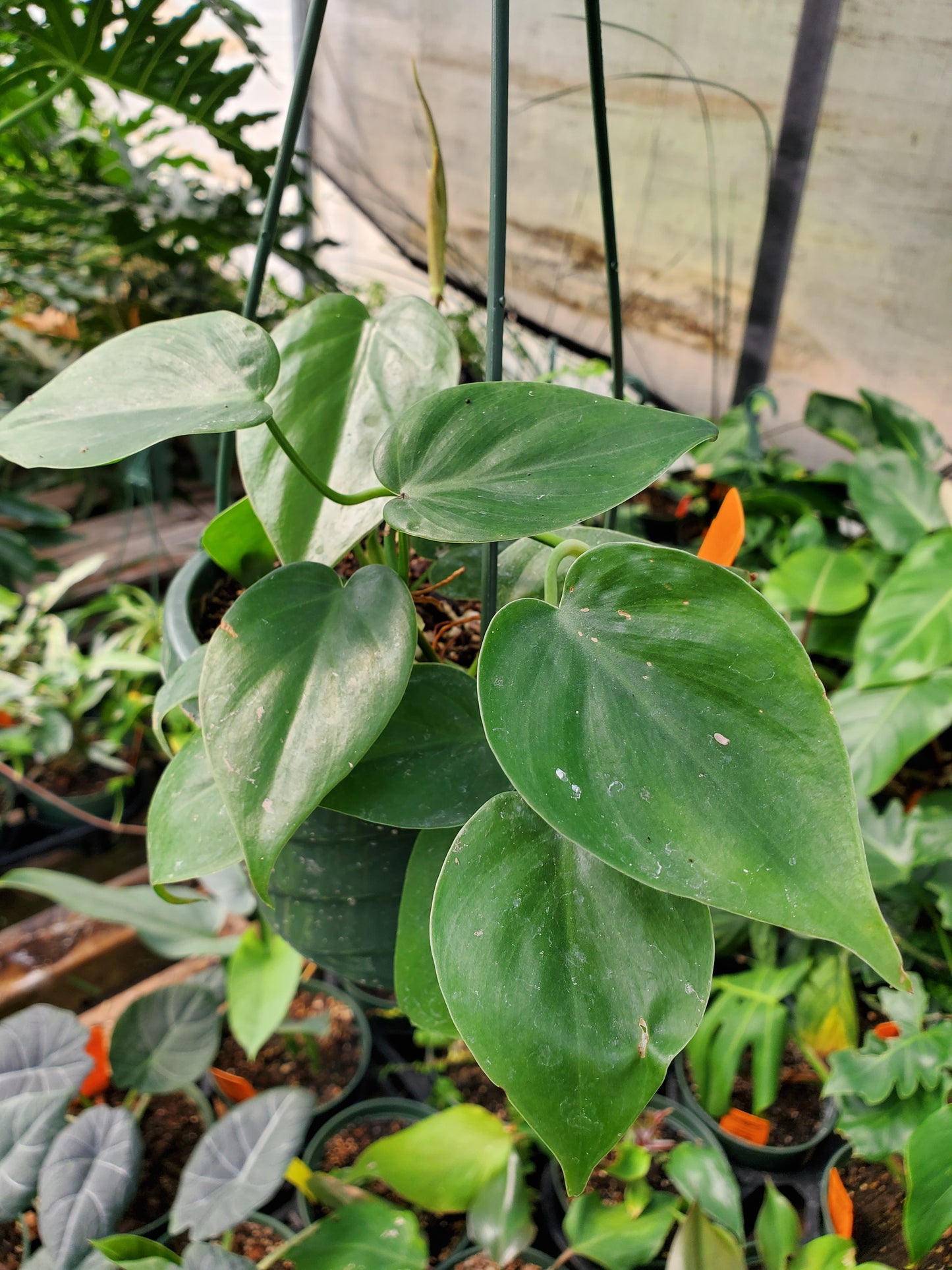 Philodendron hederaceum --Green Splash Philodendron--