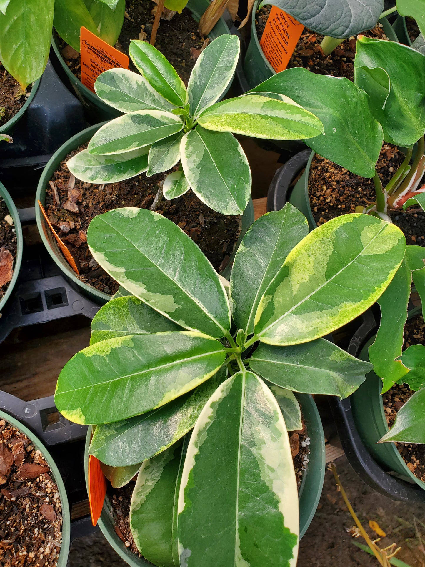 Stephanotis floribunda 'Variegata' --Variegated Madagascar Jasmine--
