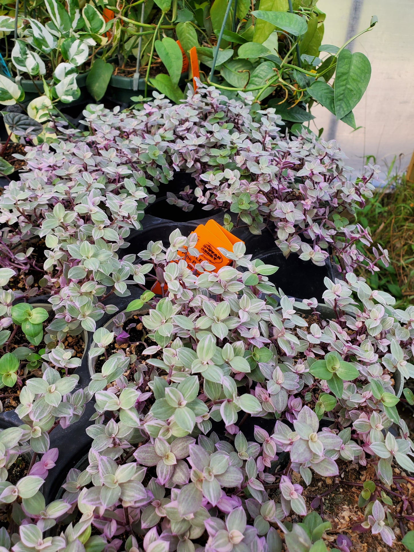 Callisia repens --Pink Panther Turtle Vine--