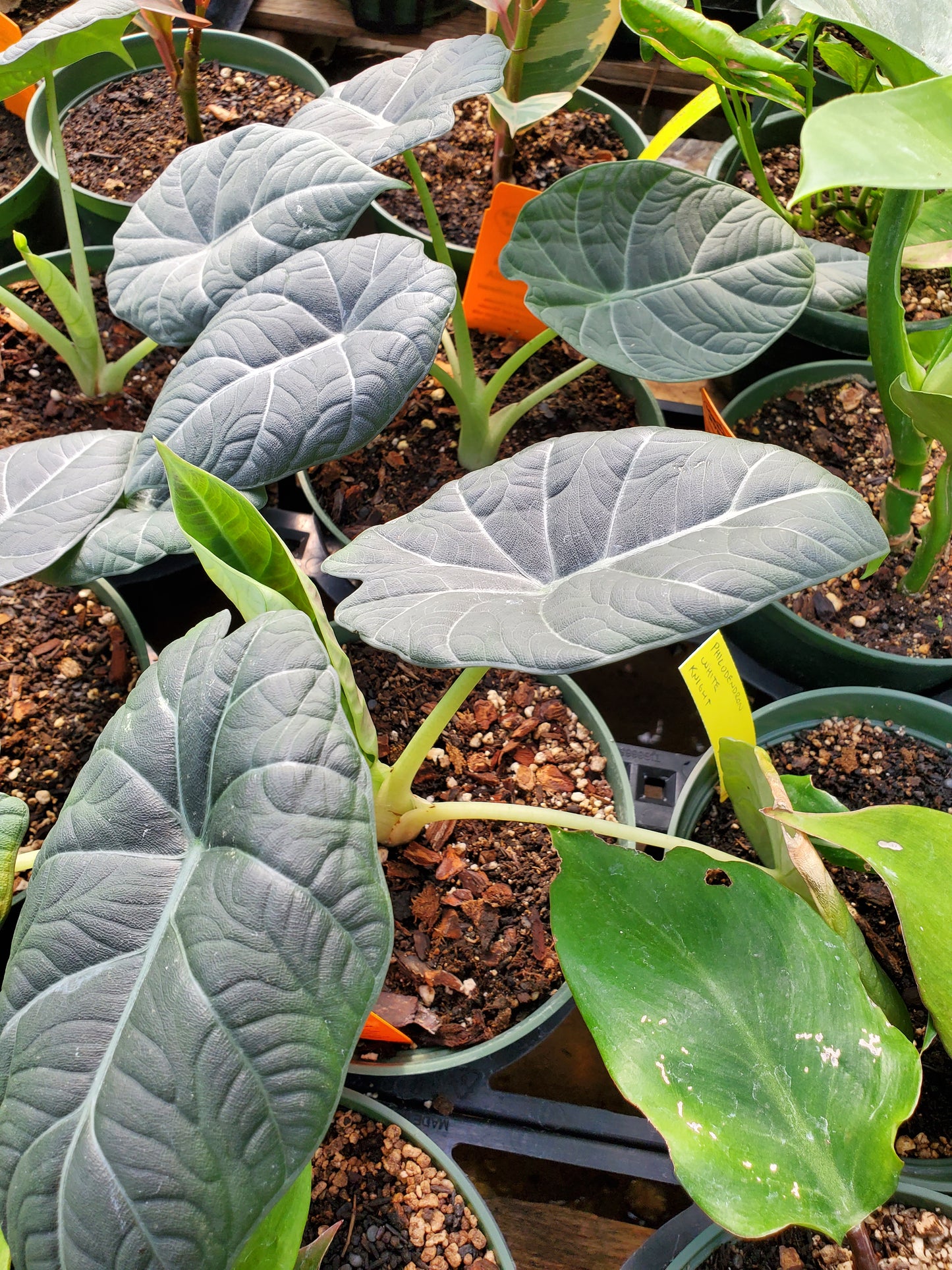 Alocasia maharani --Gray Dragon Elephant Ear--