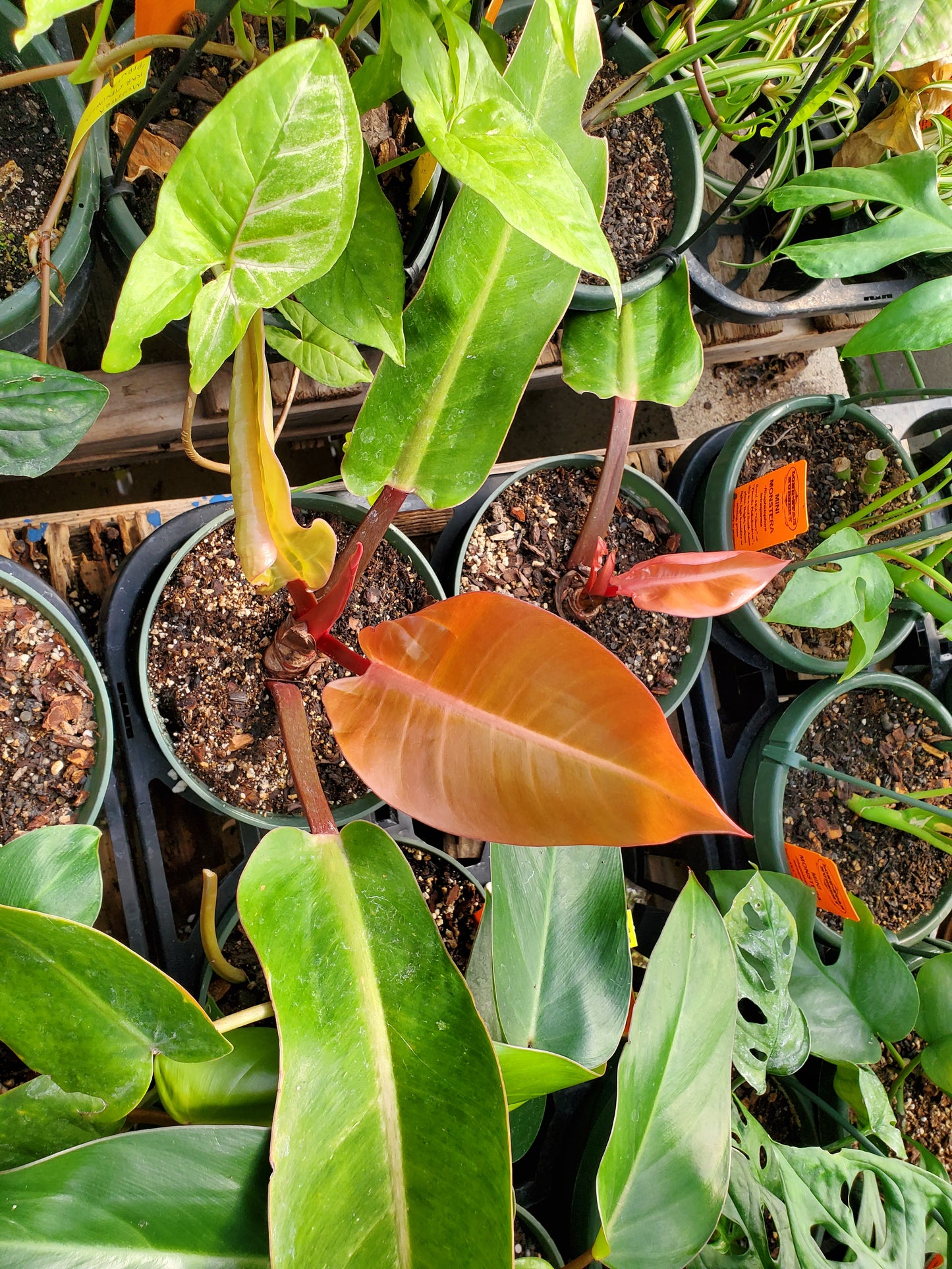 Philodendron 'McColley's Finale'