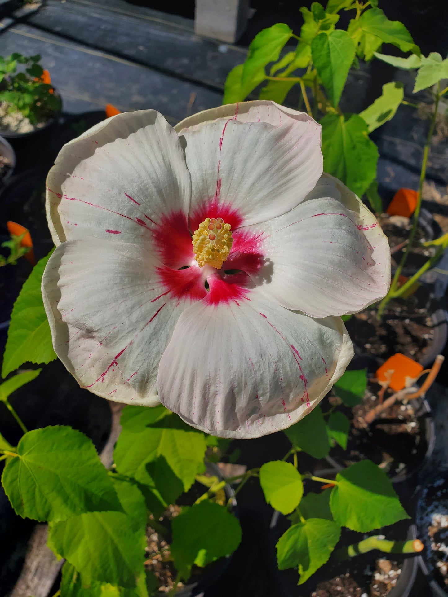 Hibiscus moscheutos 'Peppermint Flare'
