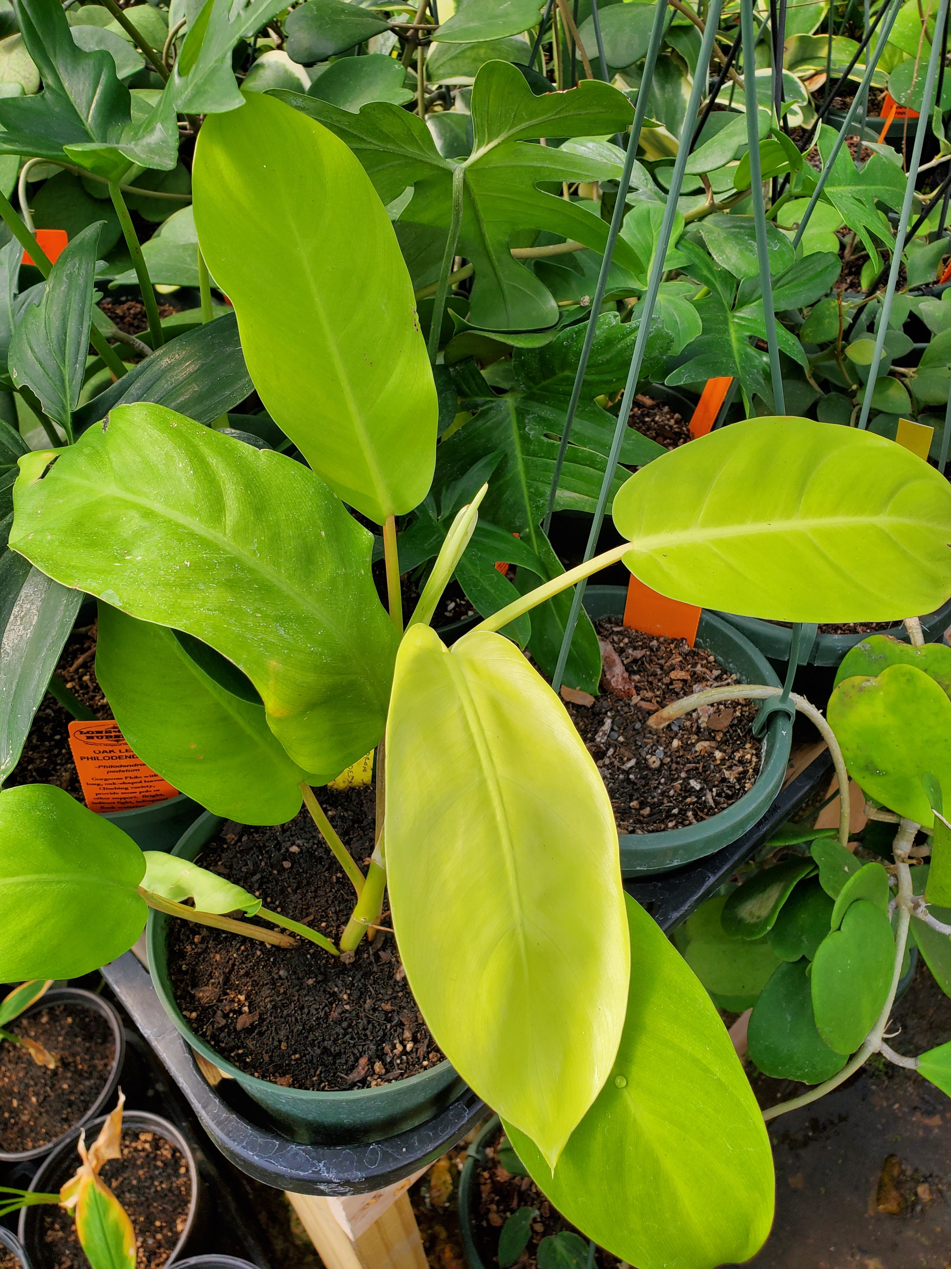 philodendron golden goddess vs lemon lime Philodendron 'Golden Goddess'