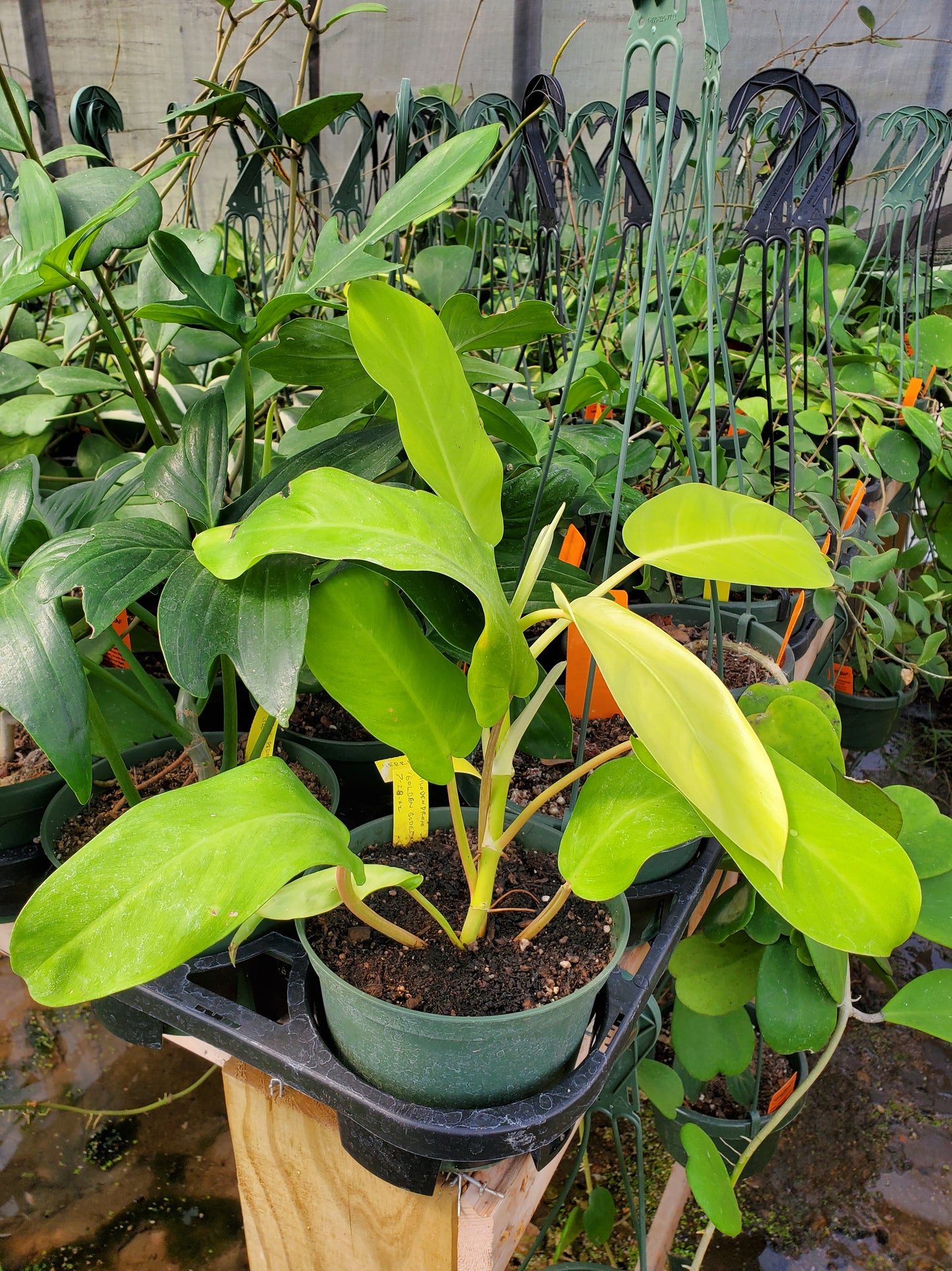 Philodendron 'Golden Goddess'
