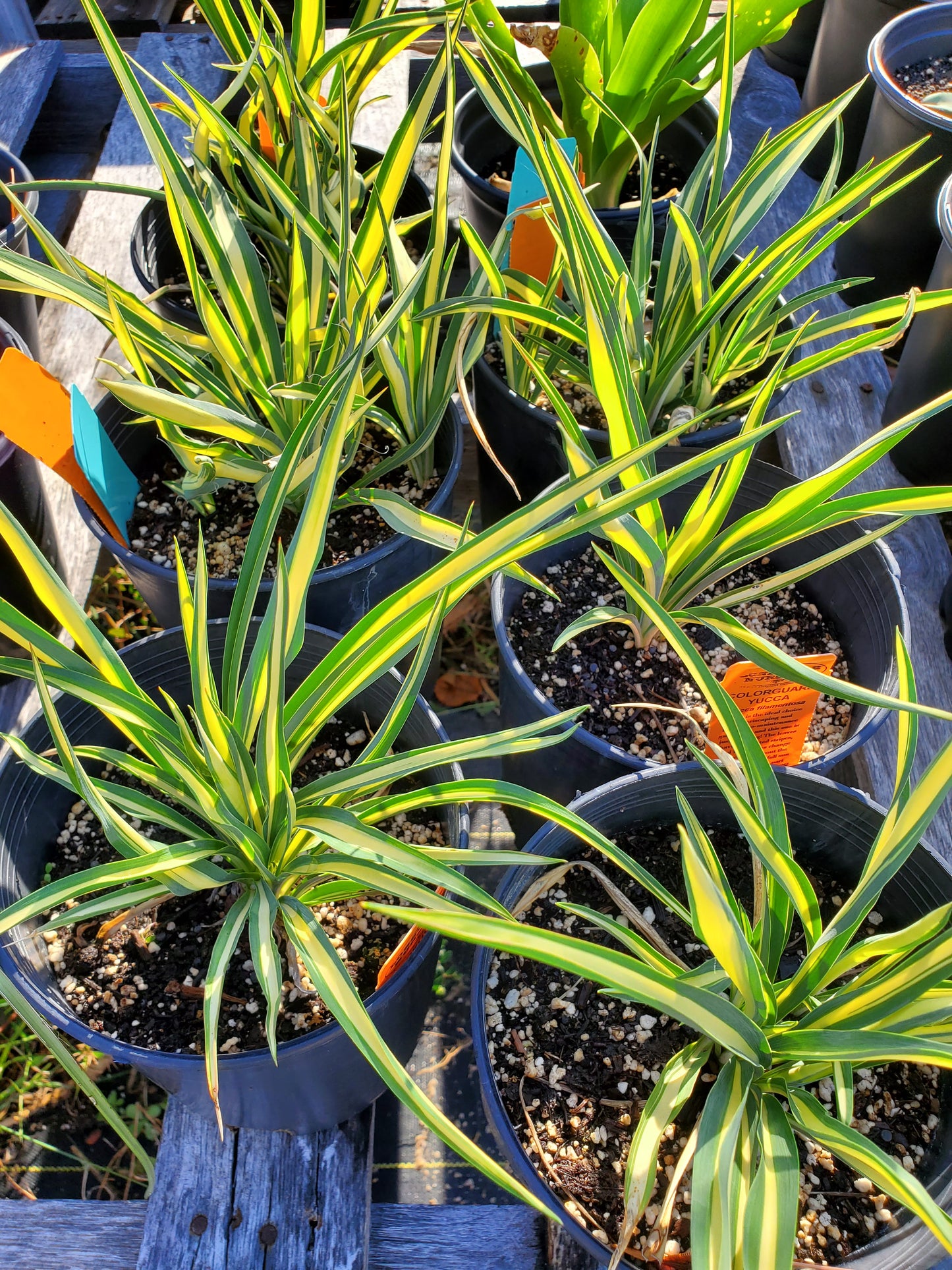 Yucca filamentosa --Color Guard Yucca--