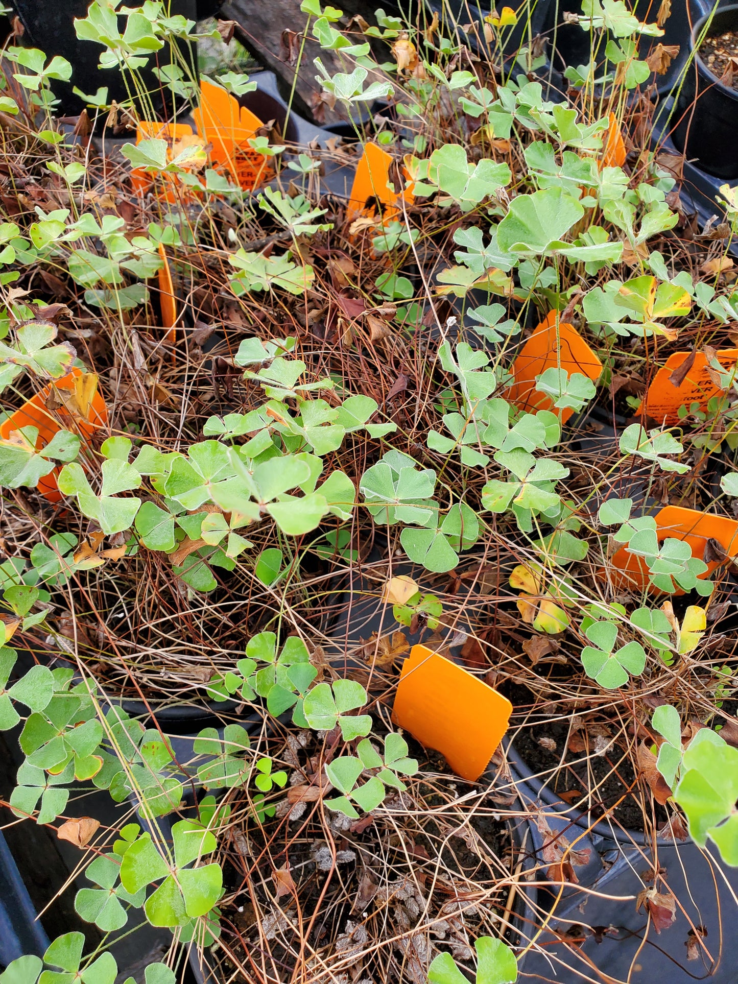 Marsilea macropoda --Bigfoot Water-Clover--