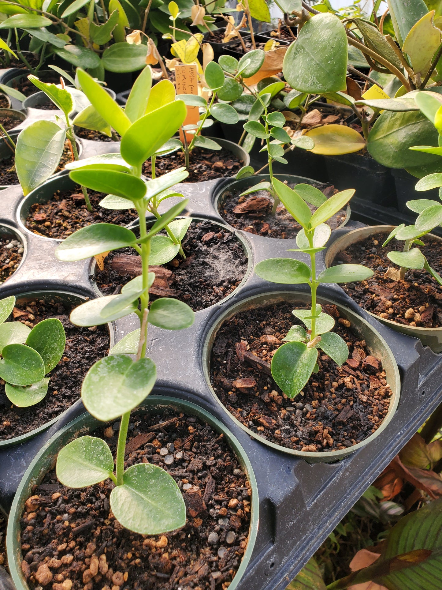 Hoya cumingiana --Bush Hoya--