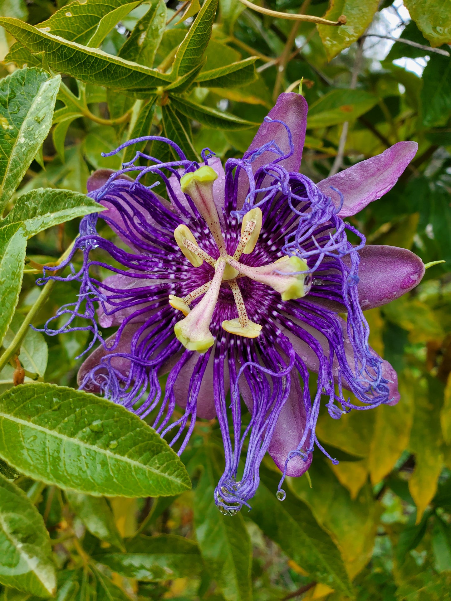 PASSIONFLOWER 'Incense' --Passiflora incarnata x. cinncicata--