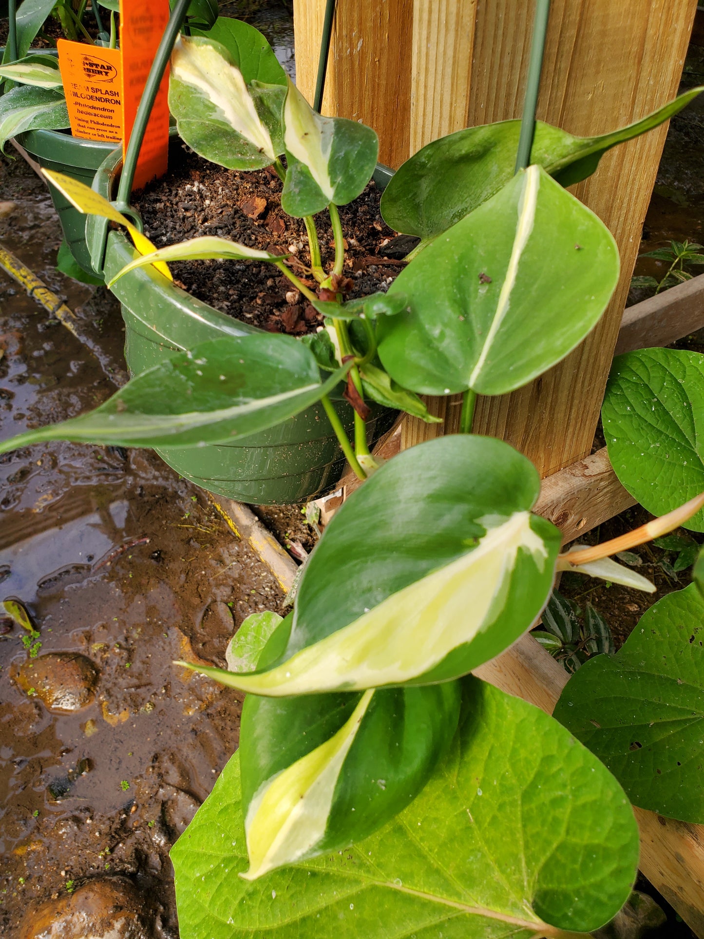 Philodendron hederaceum --Cream Splash Philodendron--