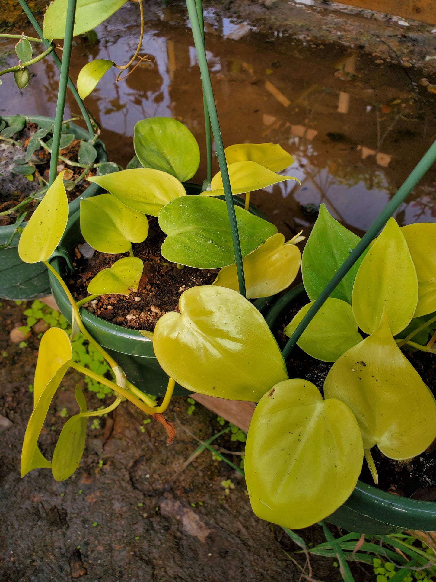 Philodendron cordatum 'Lemon Lime'